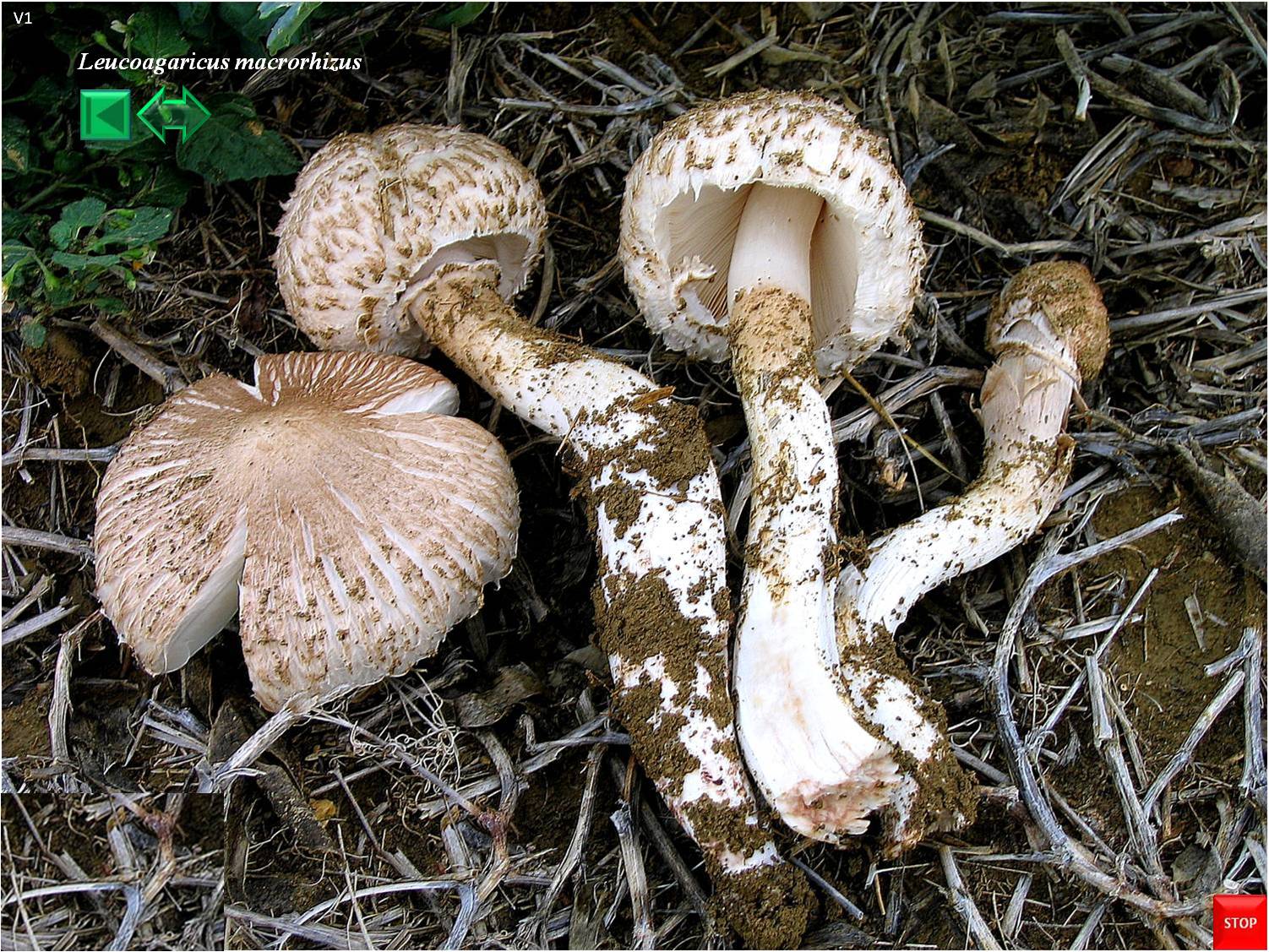 Leucoagaricus macrorhizus