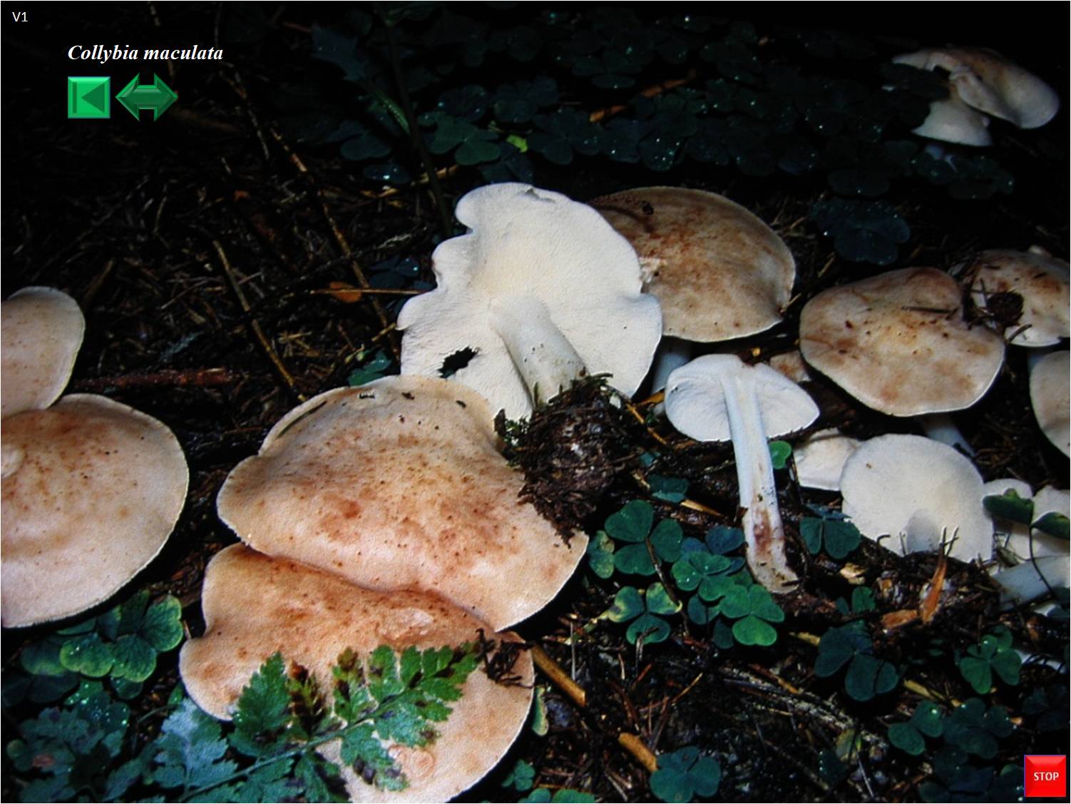 Collybia maculata