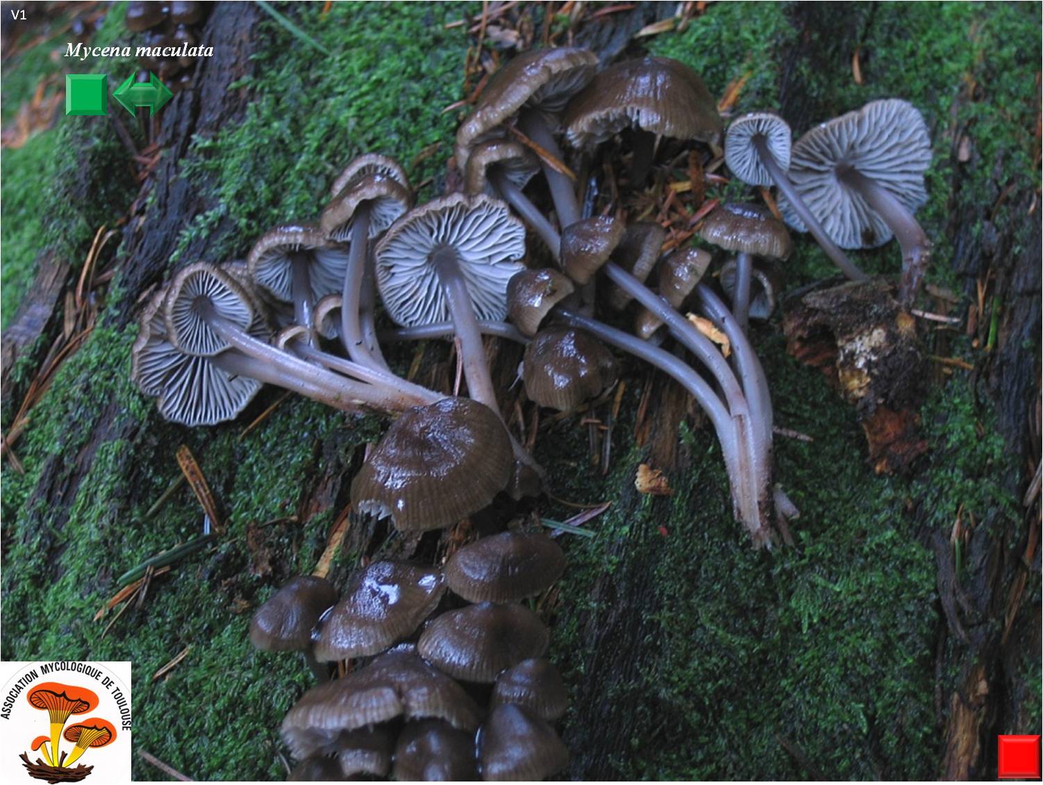 Mycena maculata