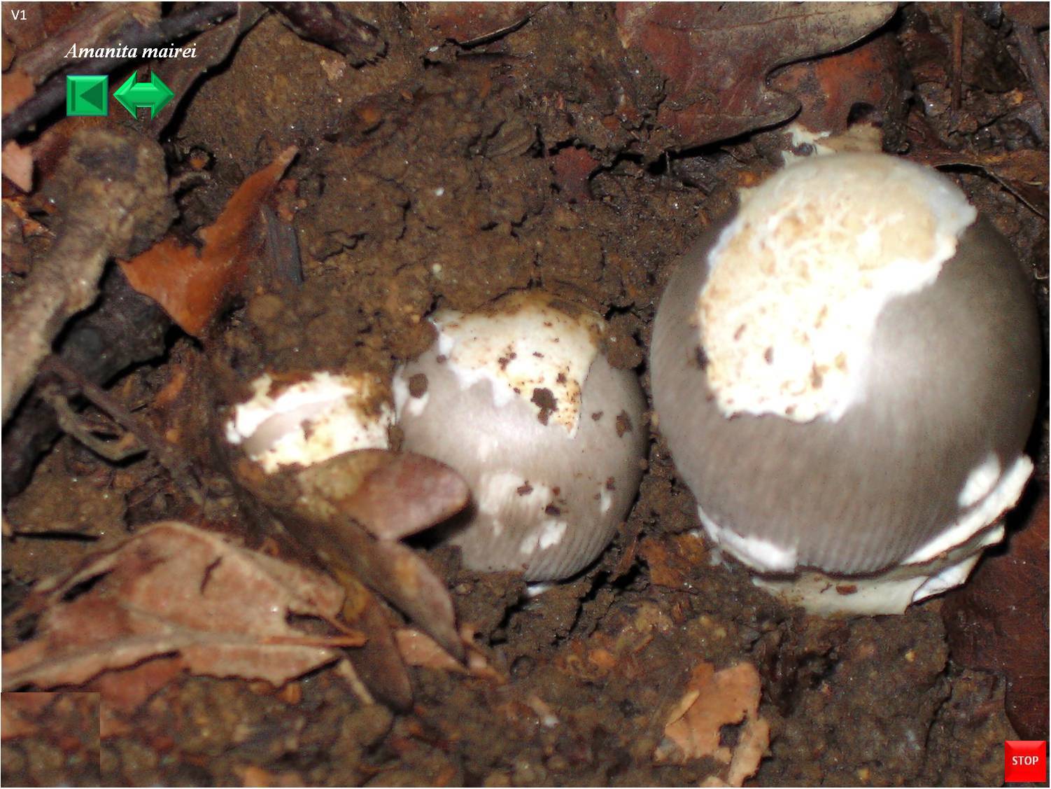 Amanita mairei