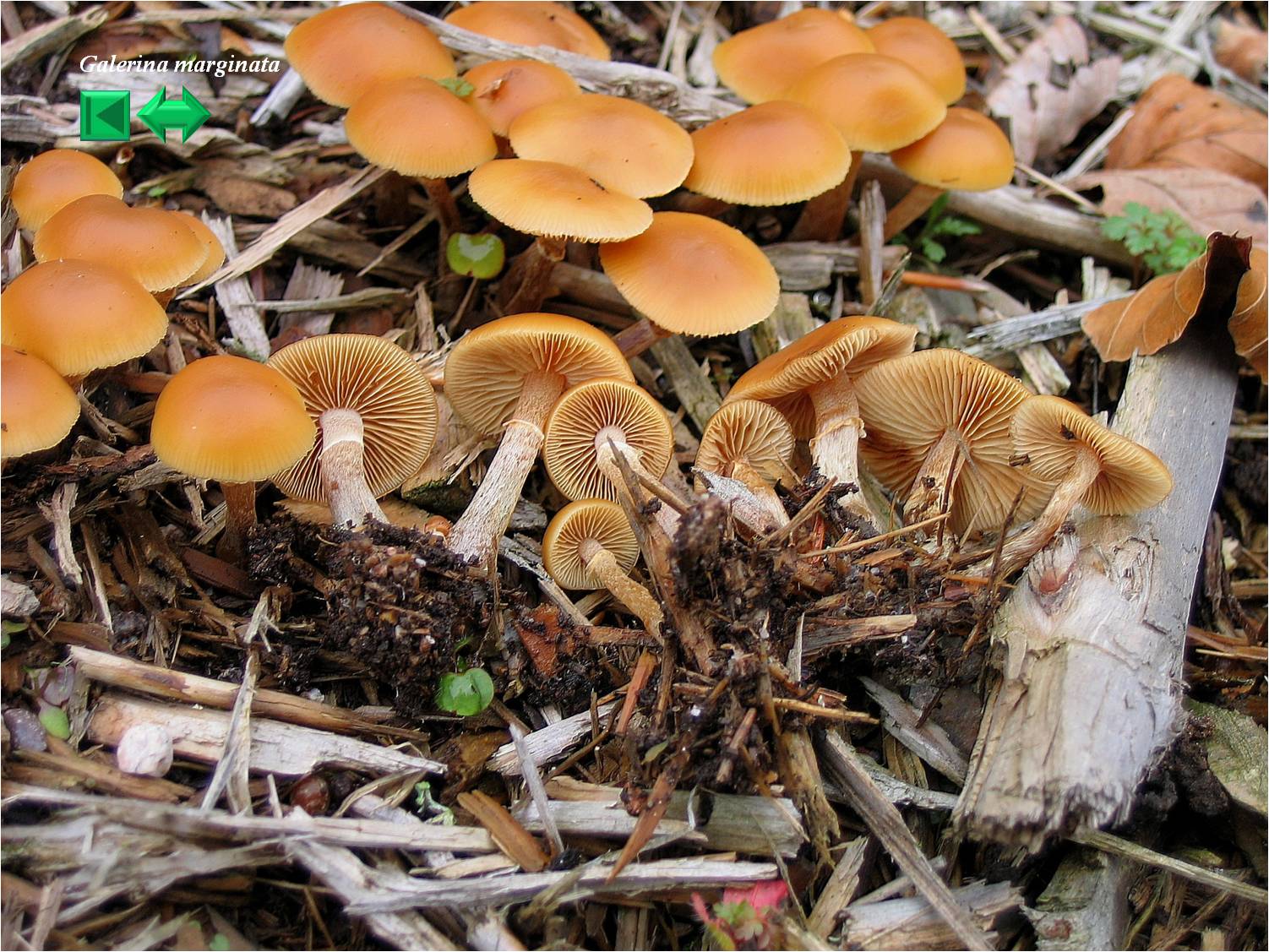 Galerina marginata