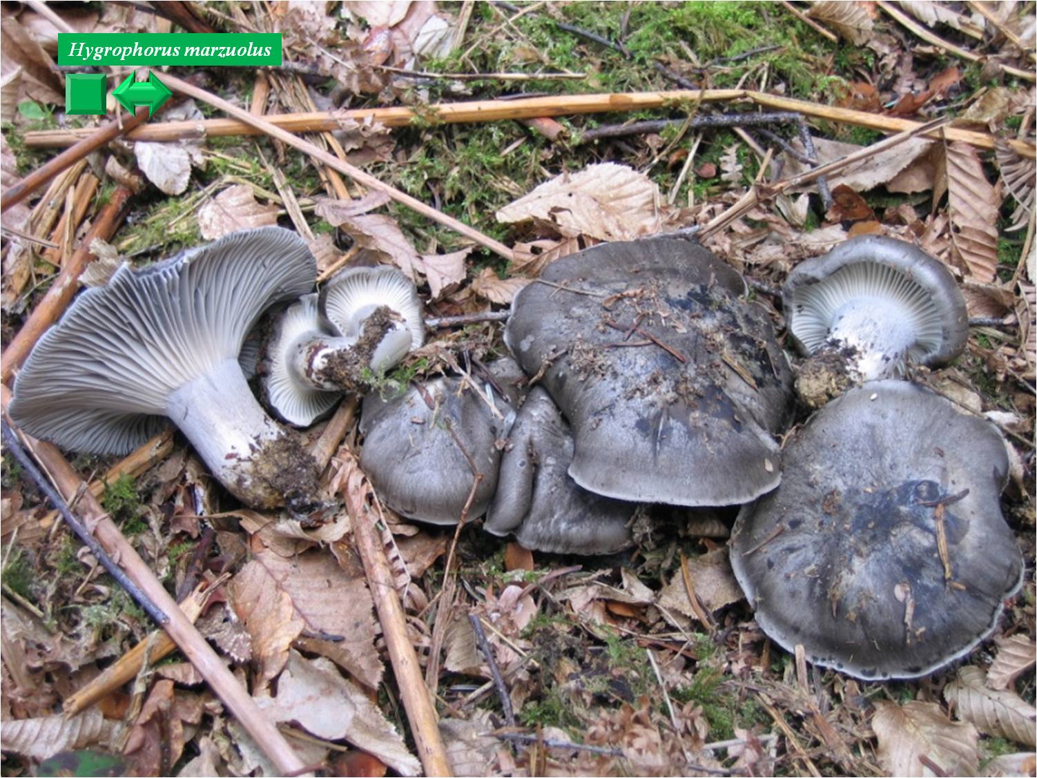 Hygrophorus marzuolus