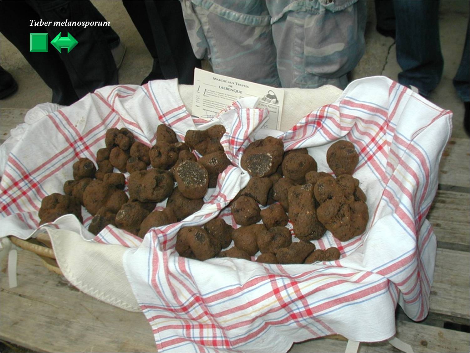 Tuber melanosporum