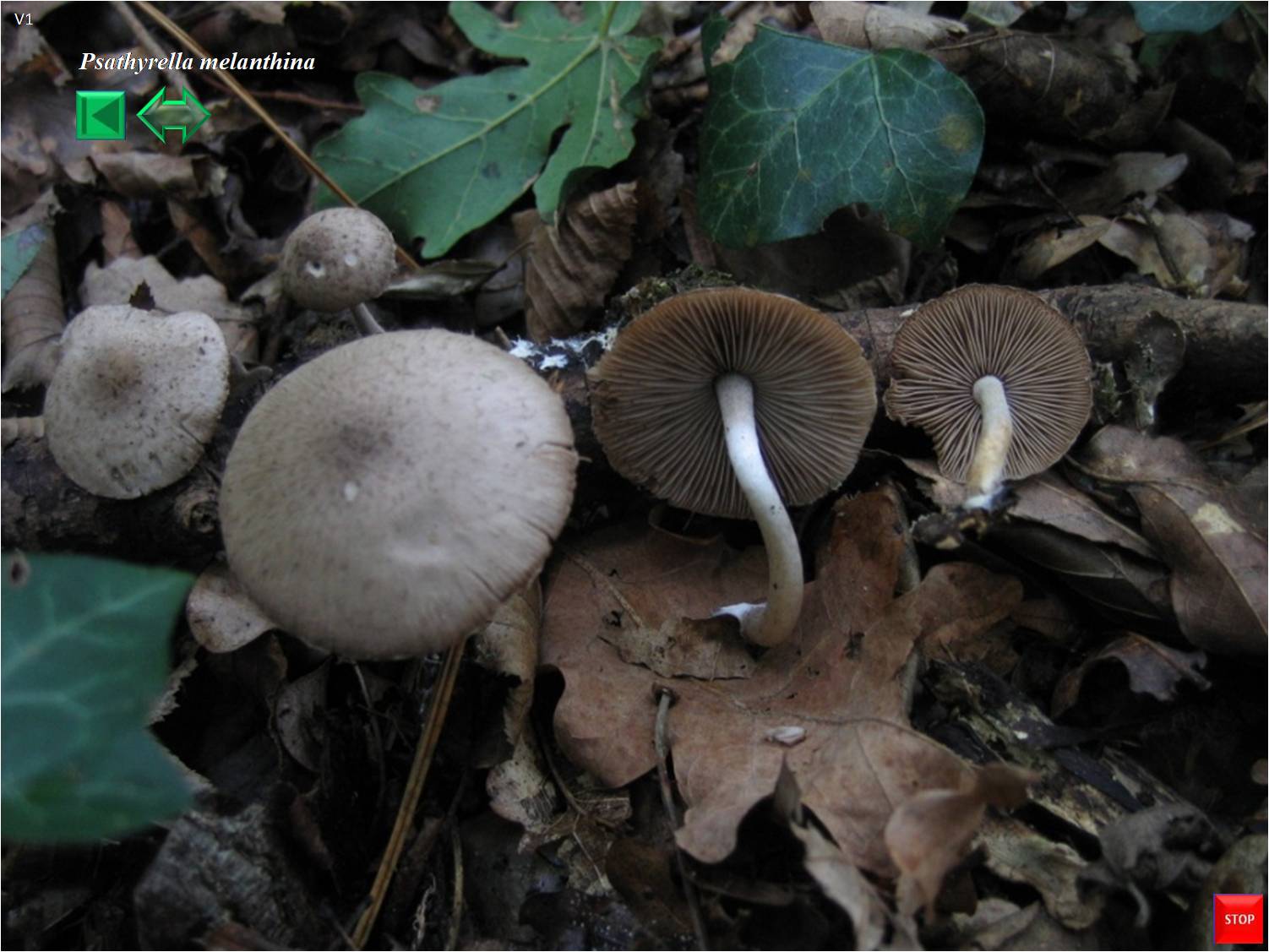 Psathyrella melanthina