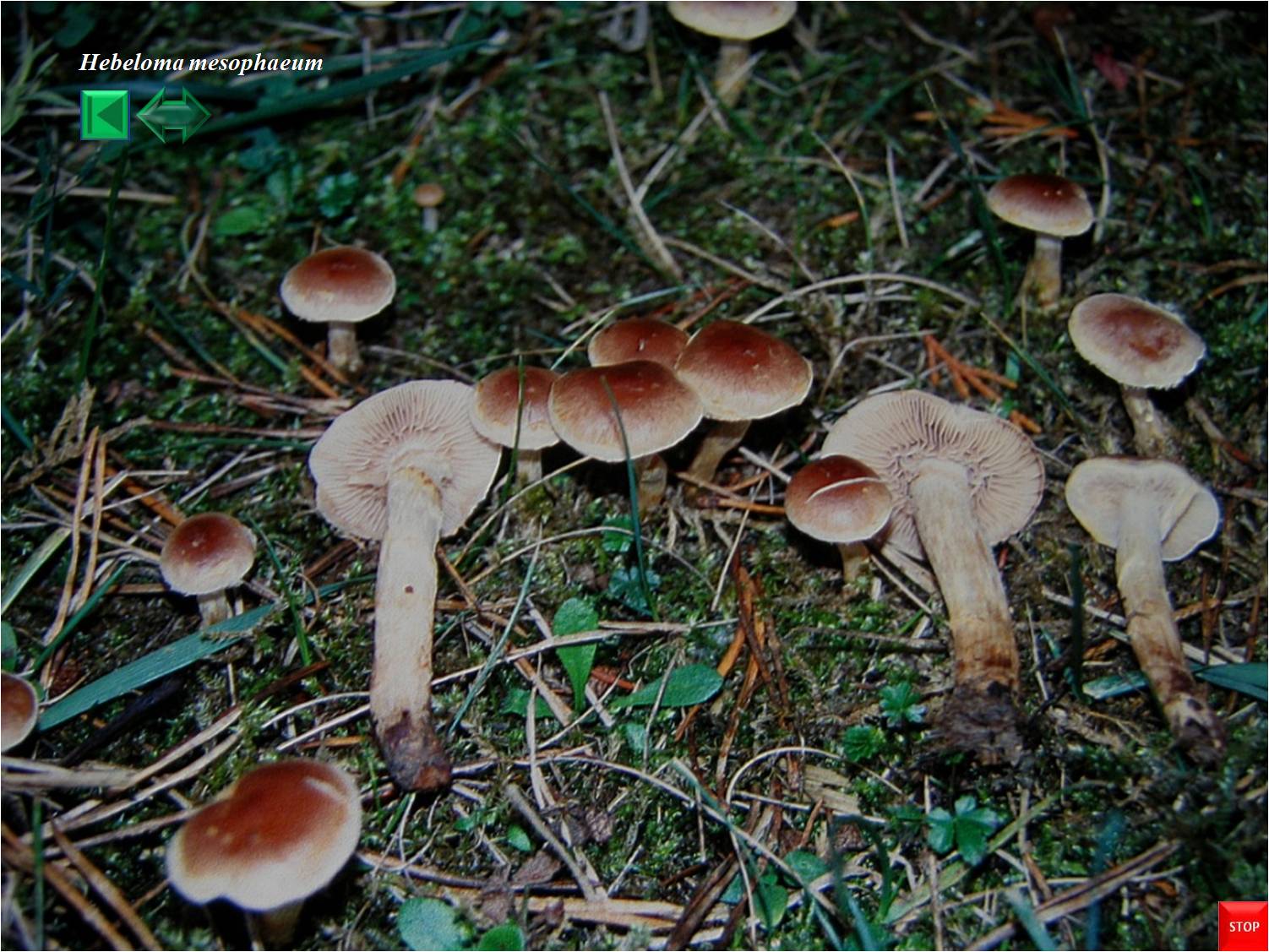 Hebeloma mesophaeum