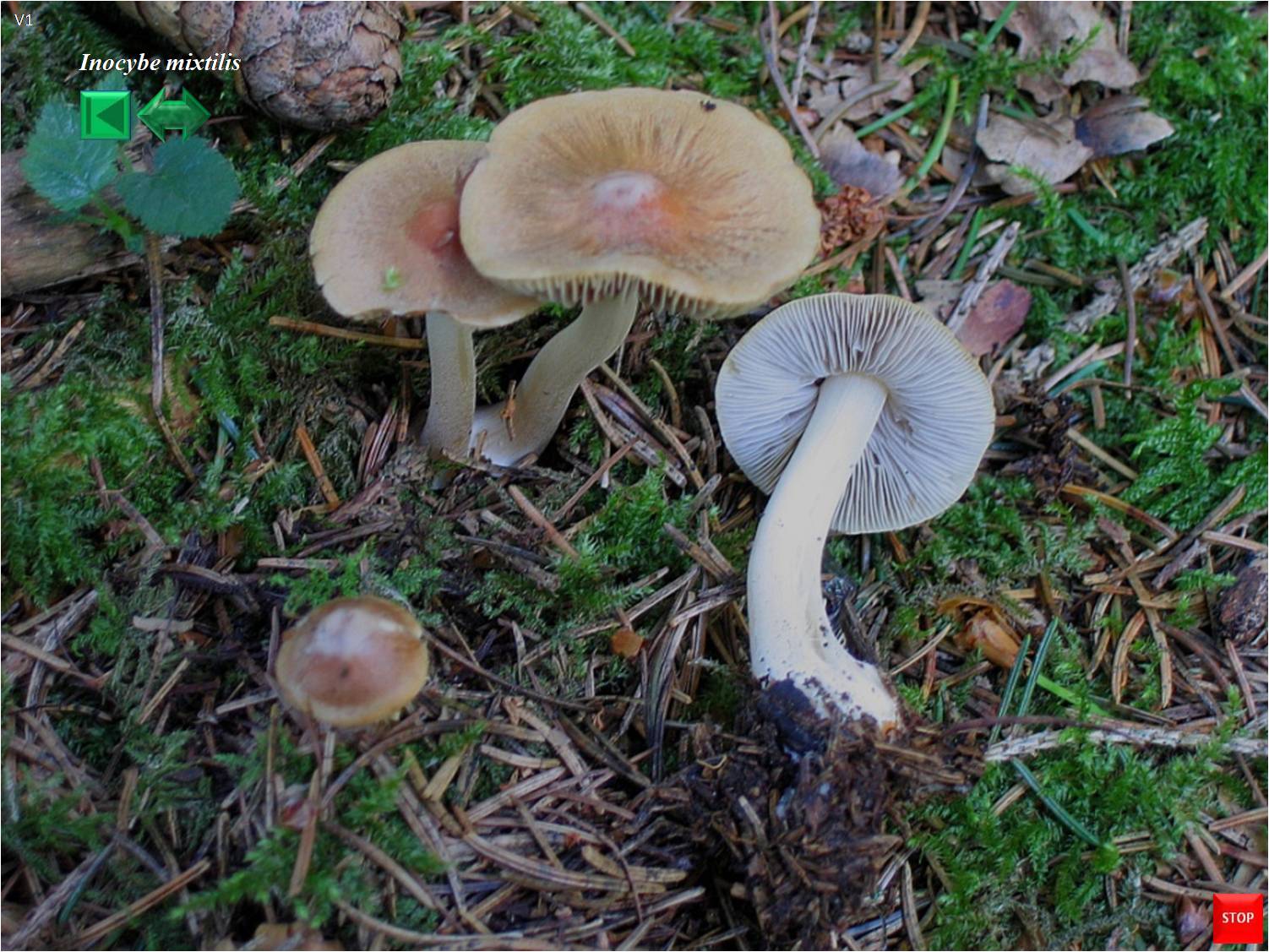 Inocybe mixtilis