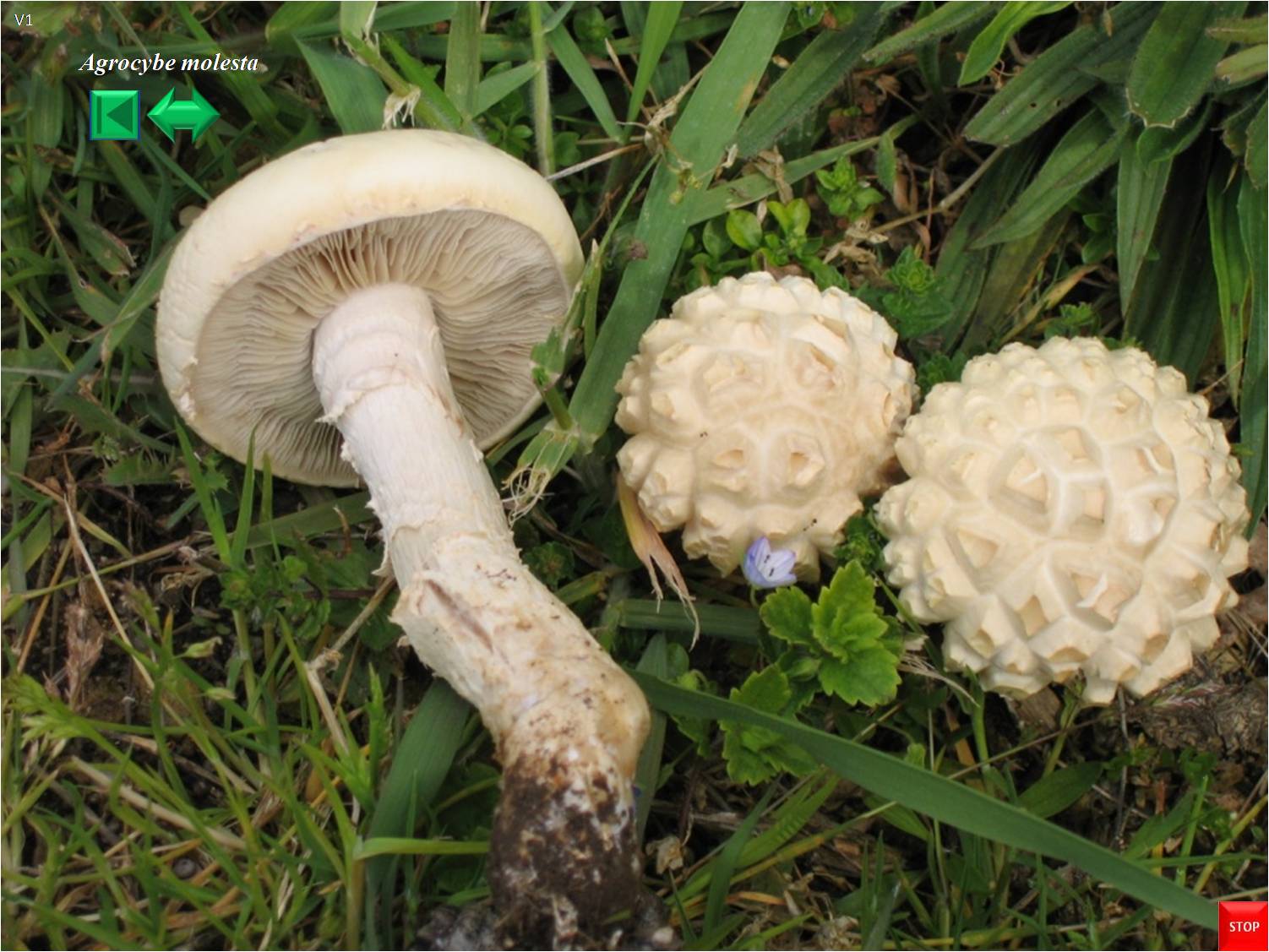Agrocybe dura