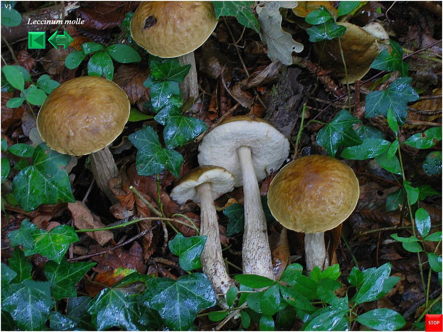 Lycoperdon molle