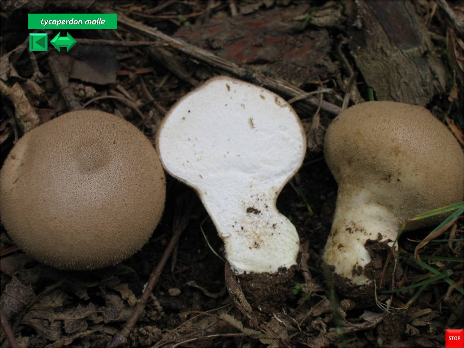 Leccinum molle