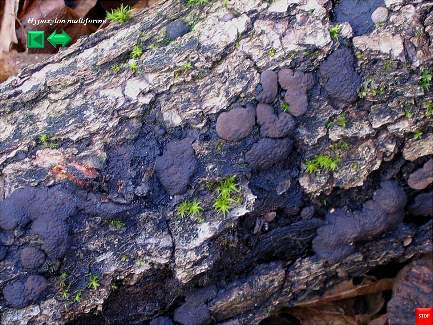 Daldinia concentrica