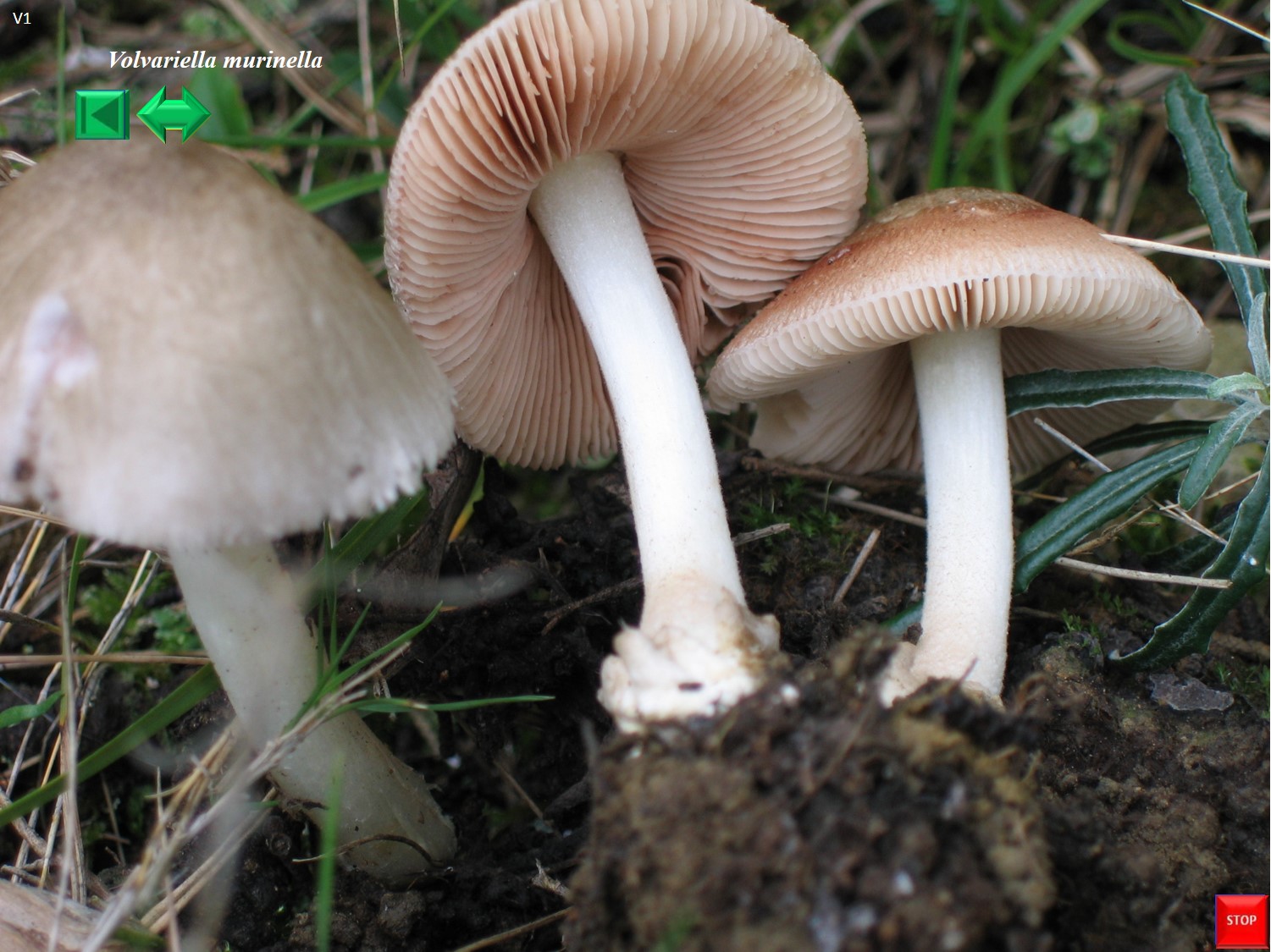 Volvariella murinella