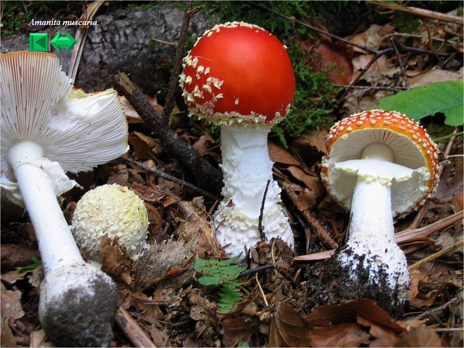 Amanita muscaria
