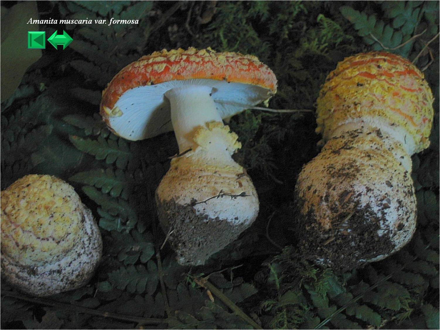 Amanita muscaria