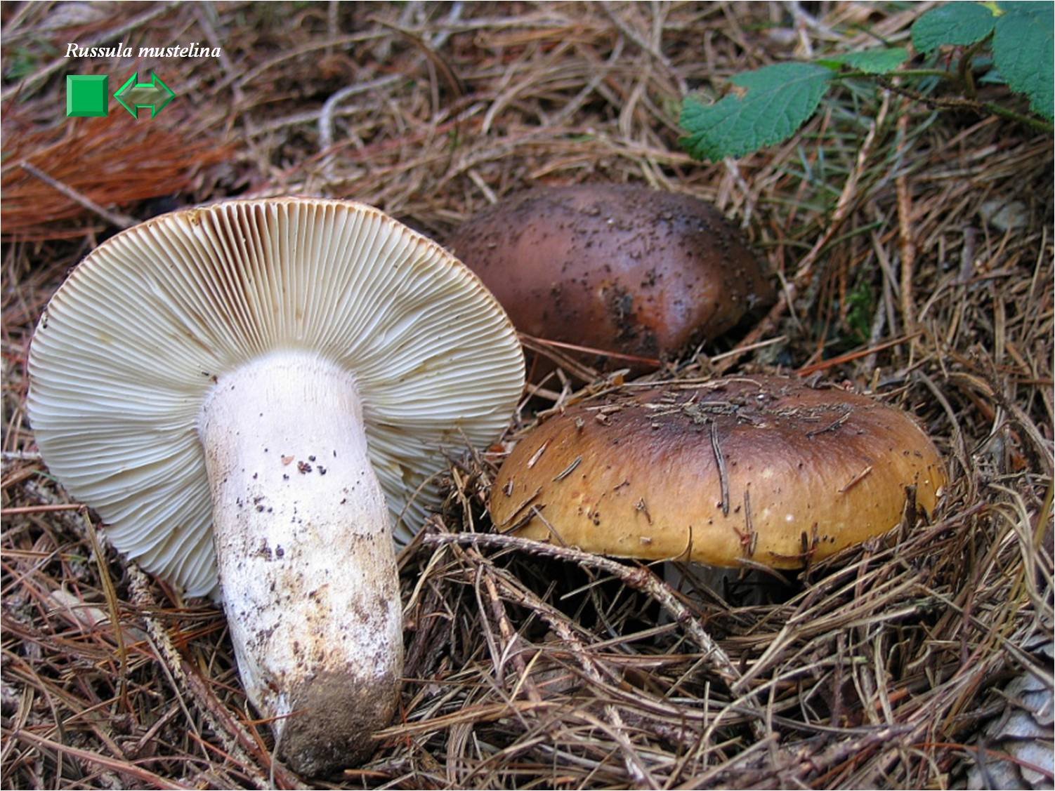 Russula mustelina