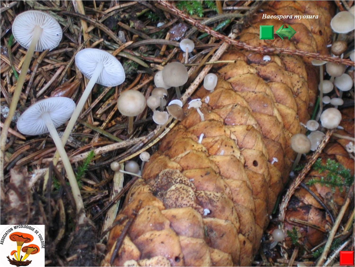 Baeospora myosura