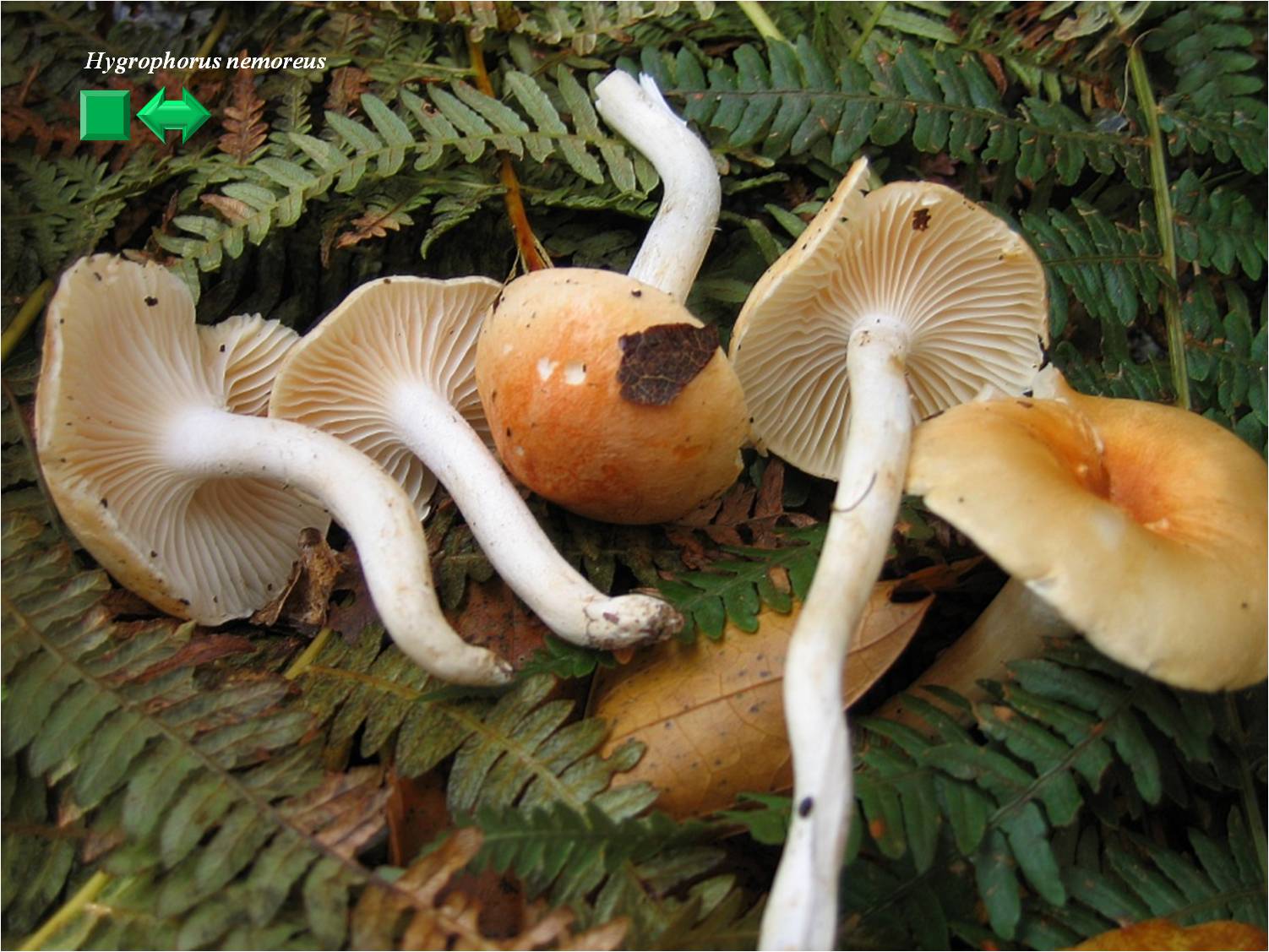 Hygrophorus nemoreus
