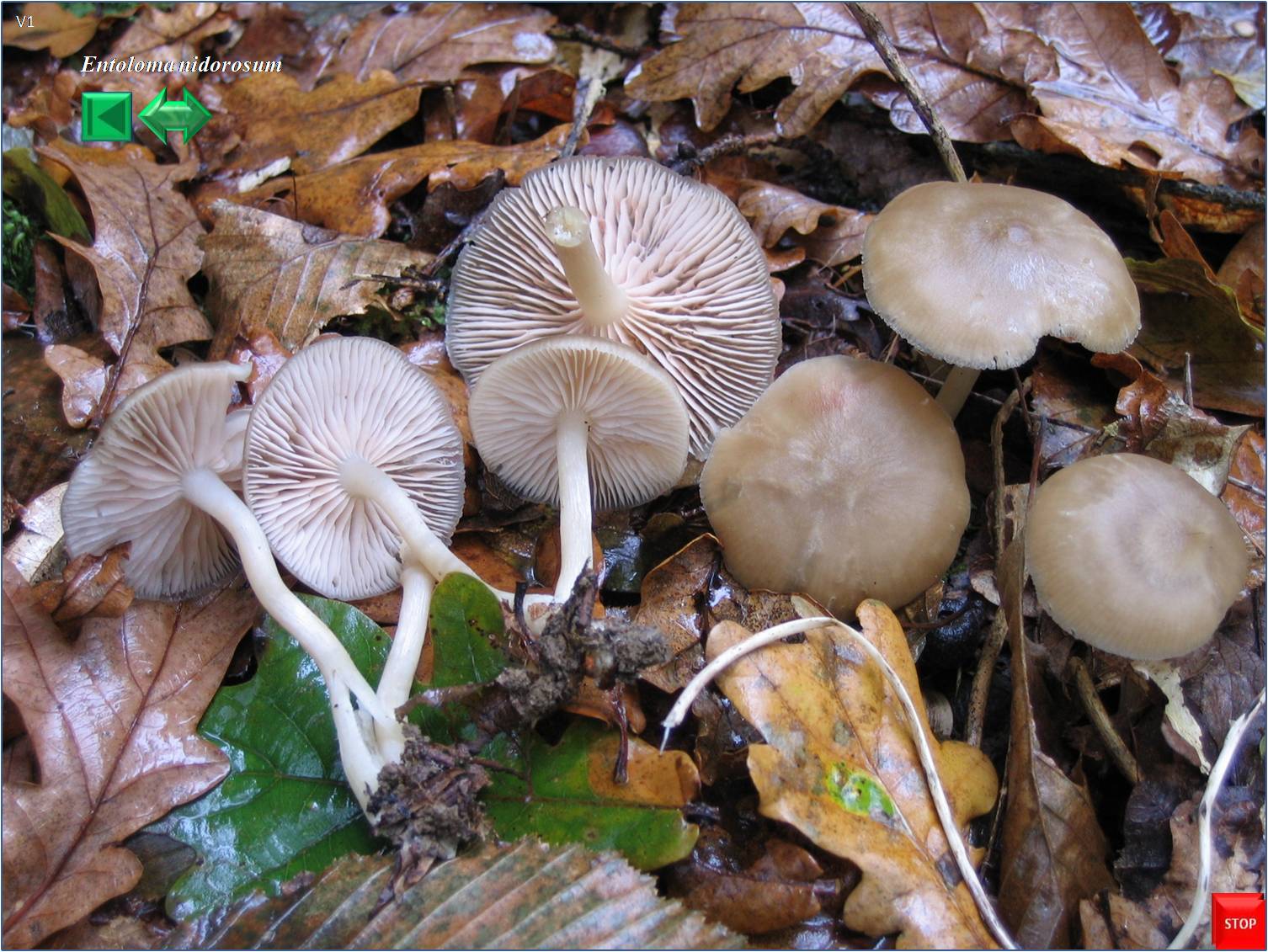 Entoloma nidorosum