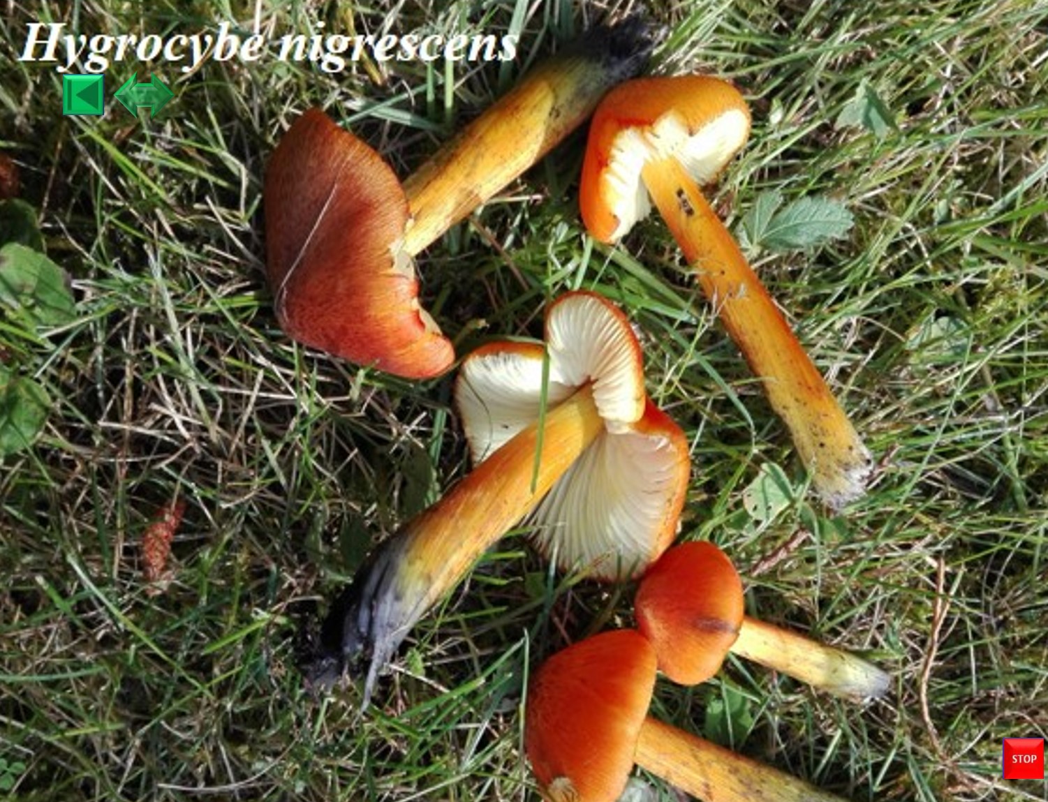Bovista nigrescens