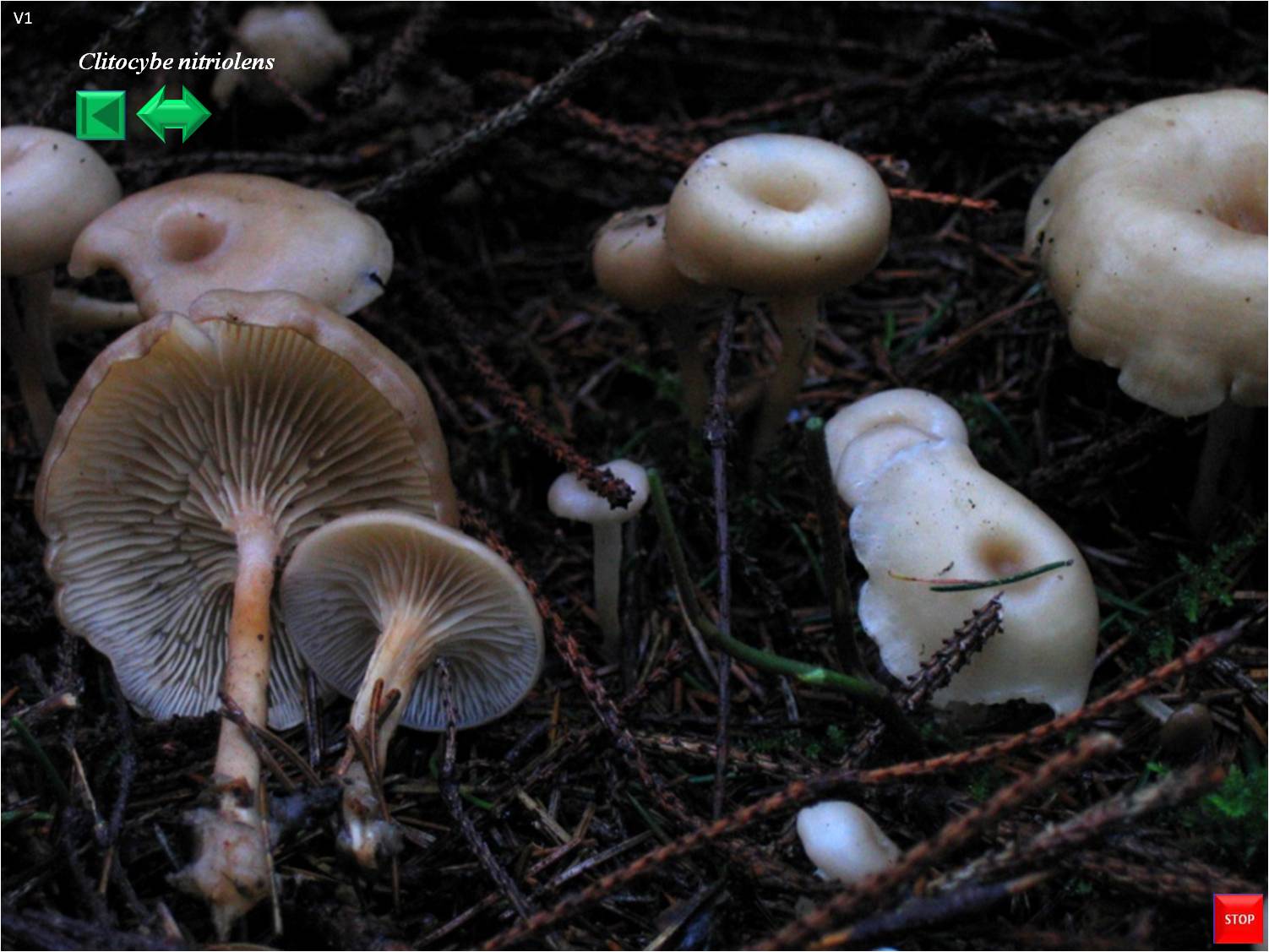 Clitocybe nitriolens