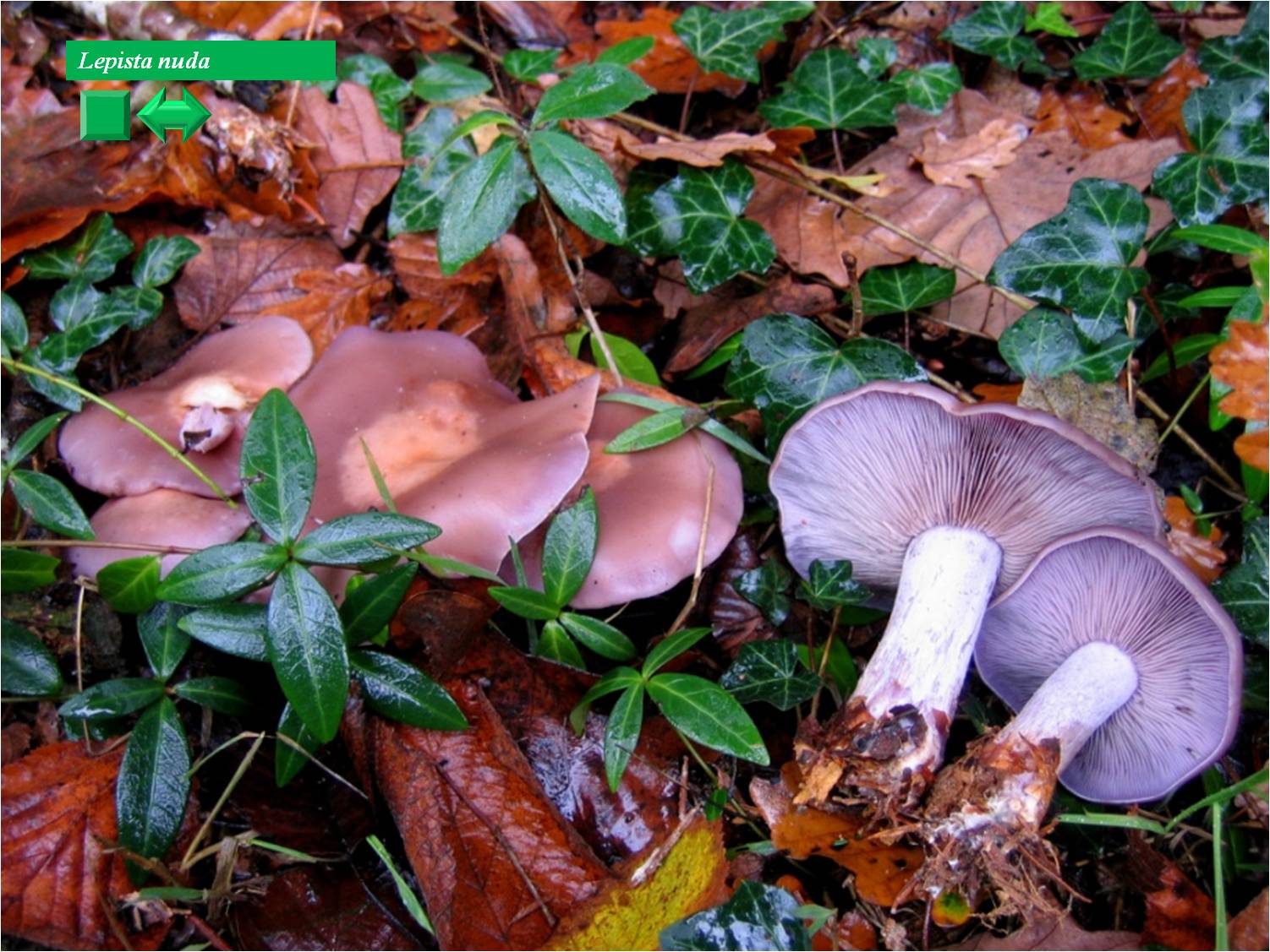 Lepista irina var. montana