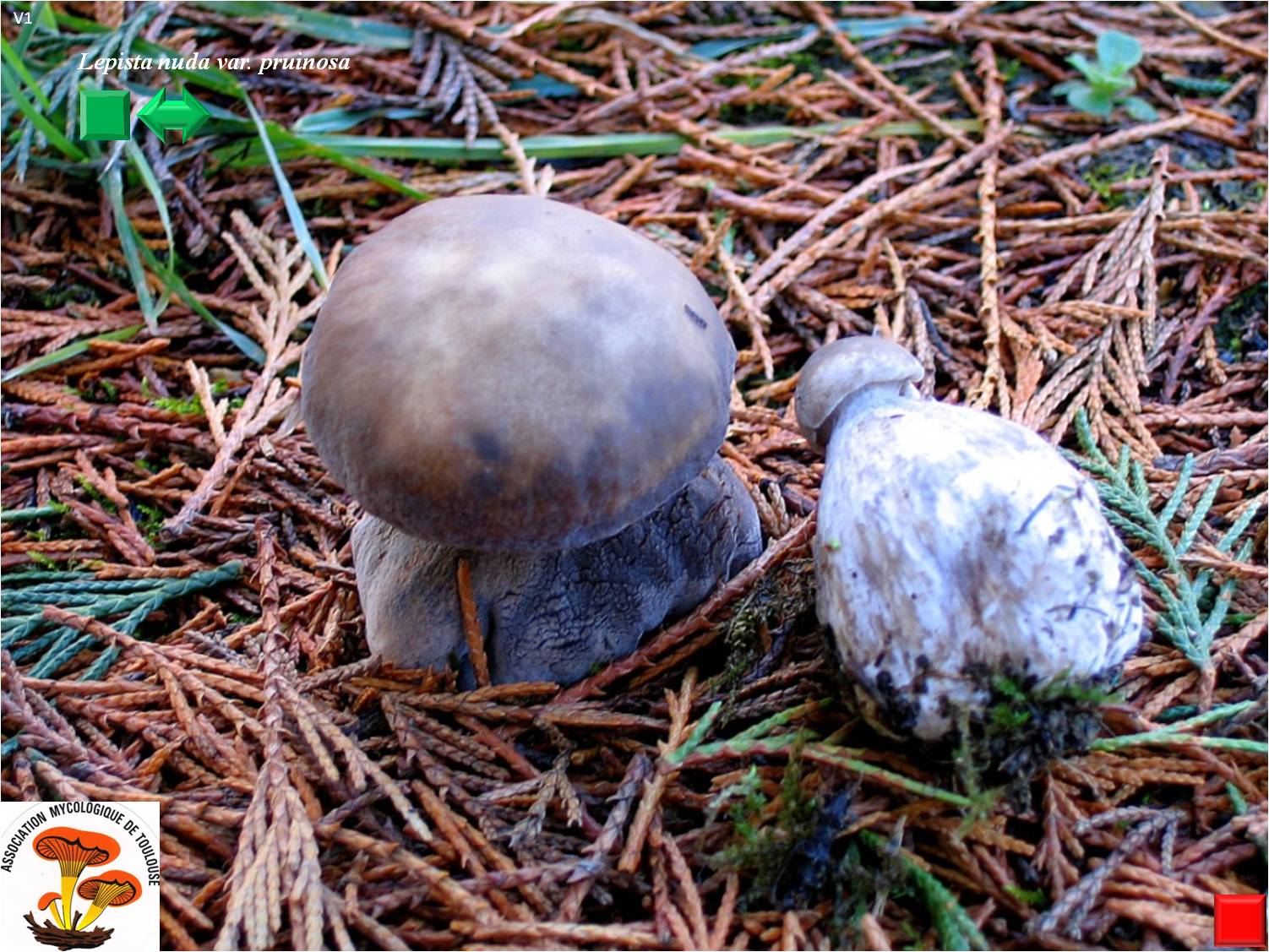 Lepista nuda