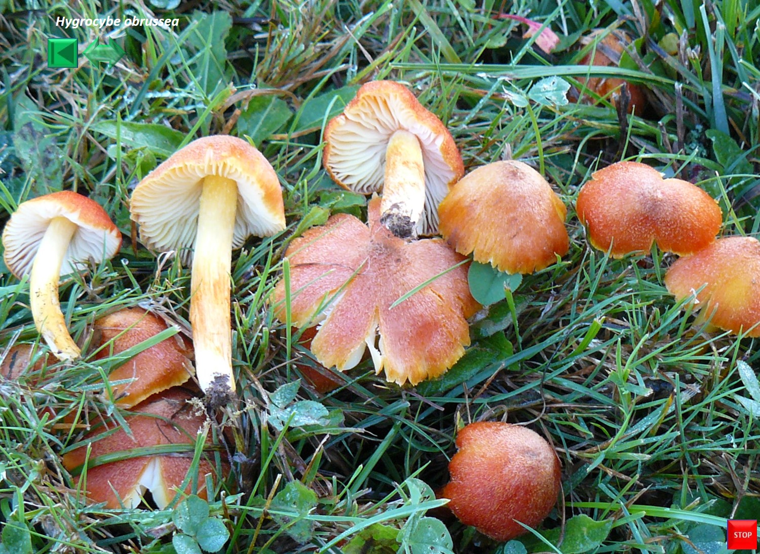Hygrocybe obrussea