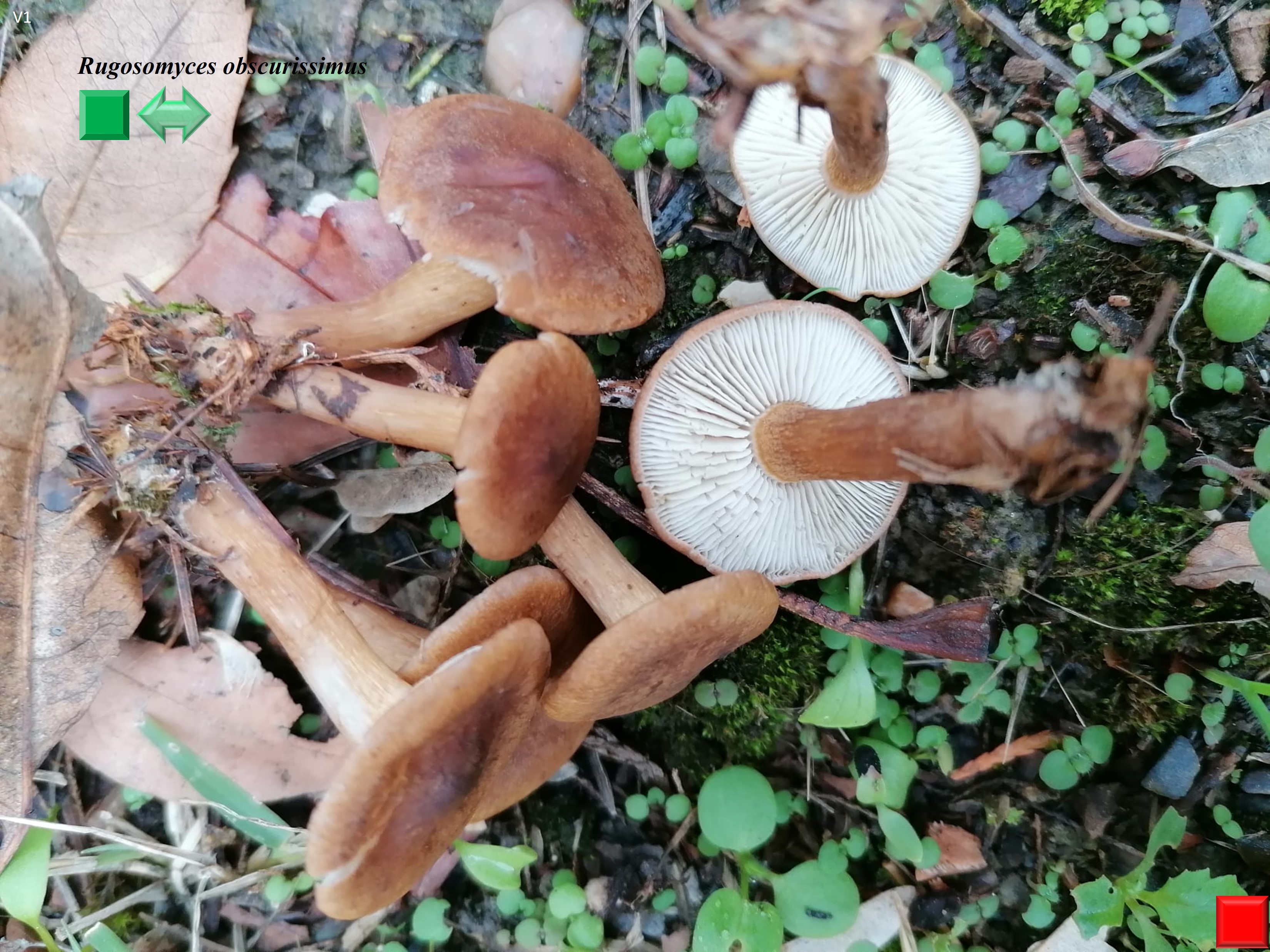 Rugosomyces obscurissimus