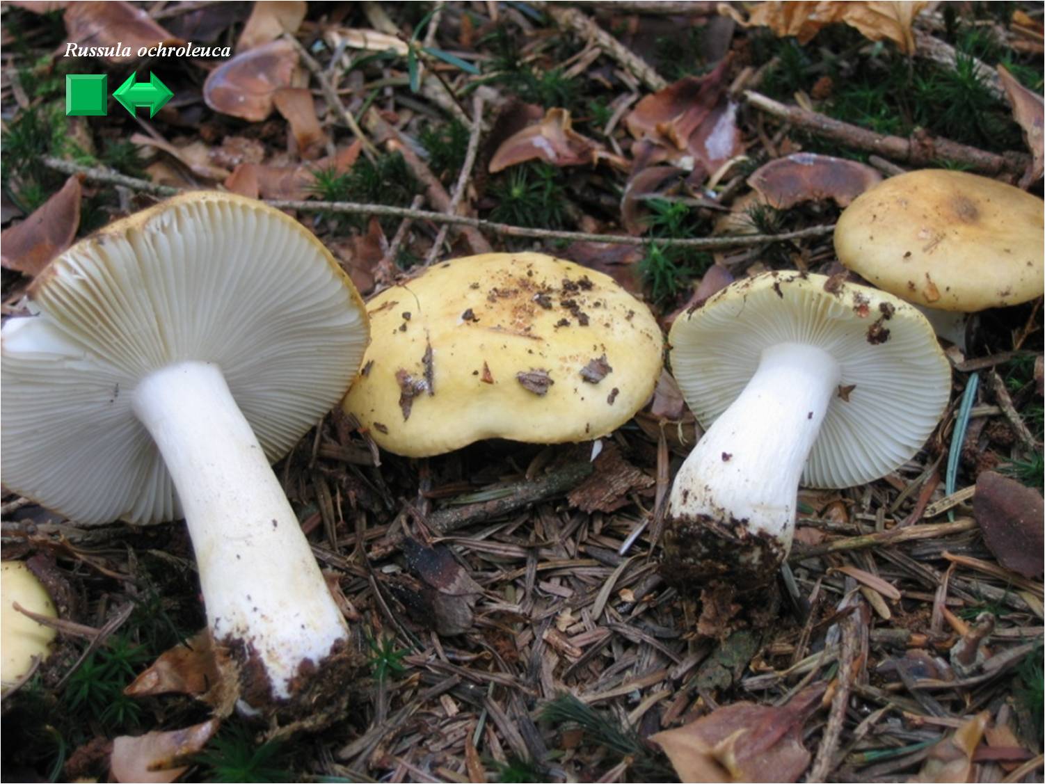 Russula fellea