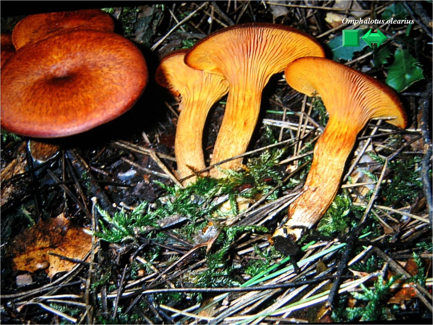 Omphalotus illudens