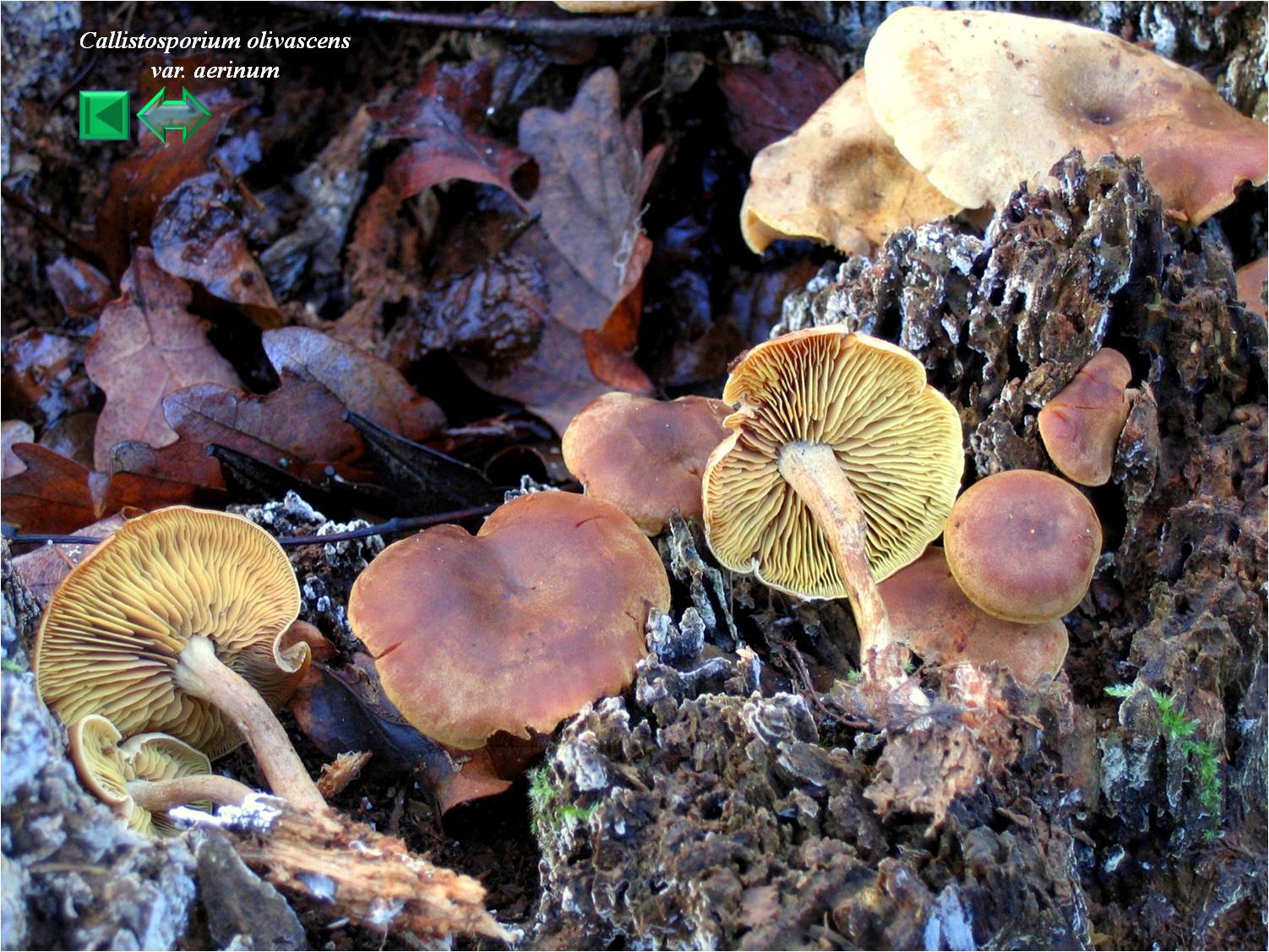 Callistosporium olivascens var. aerinum