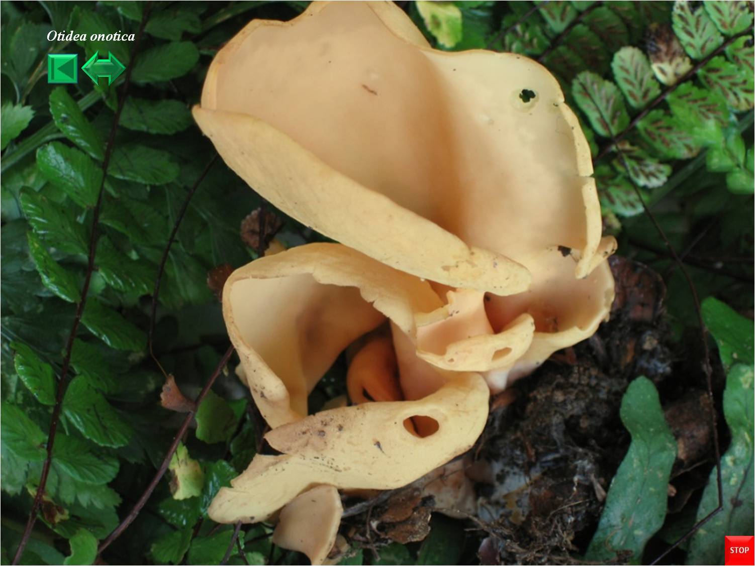 Otidea onotica