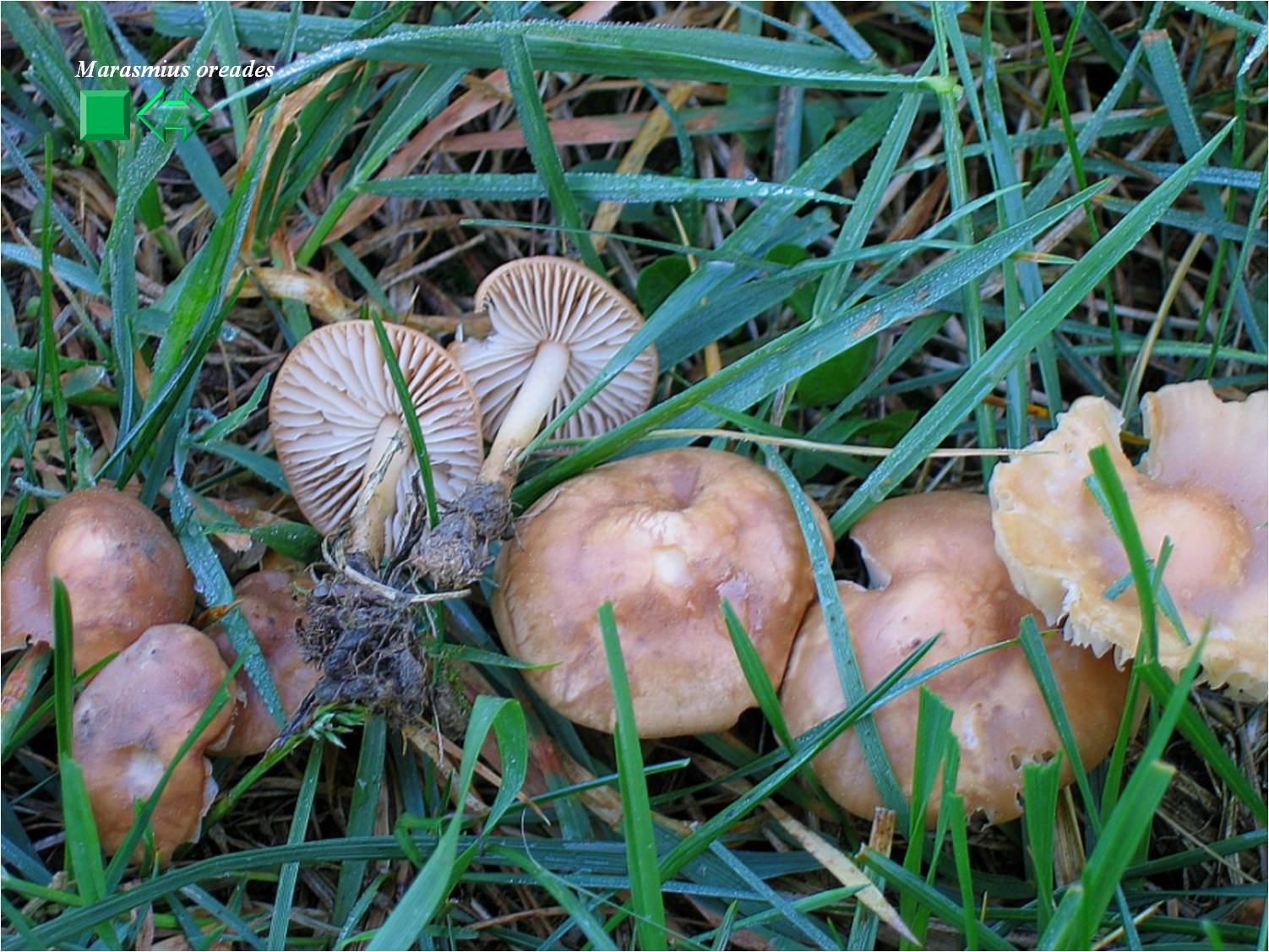 Marasmius oreades