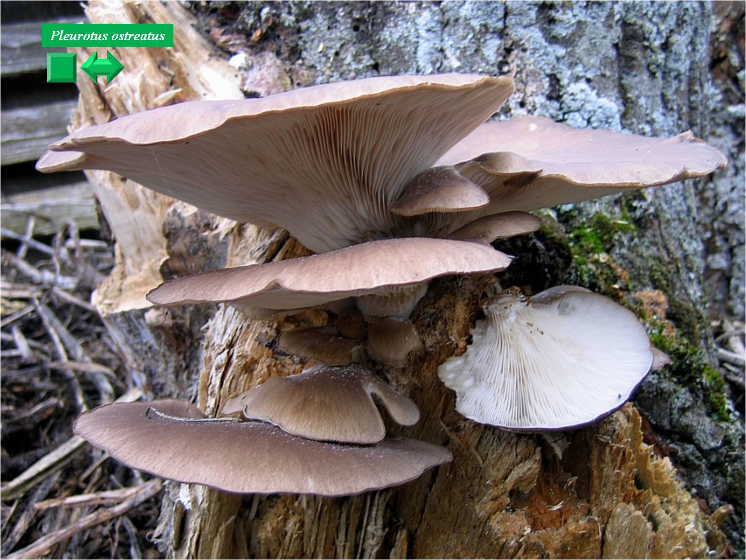 Pleurotus ostreatus