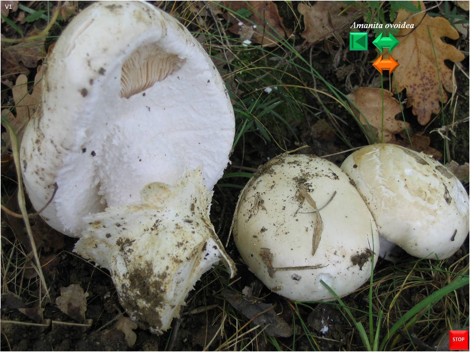 Amanita proxima