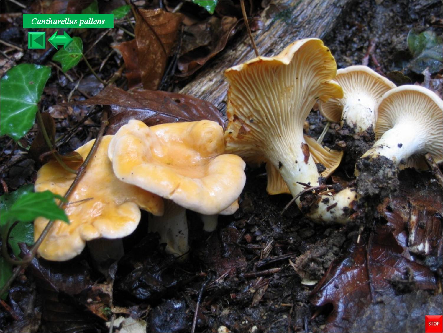 Cantharellus pallens