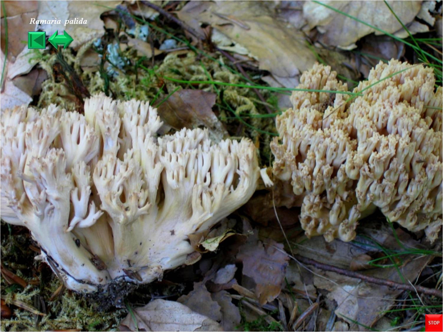 Ramaria pallida
