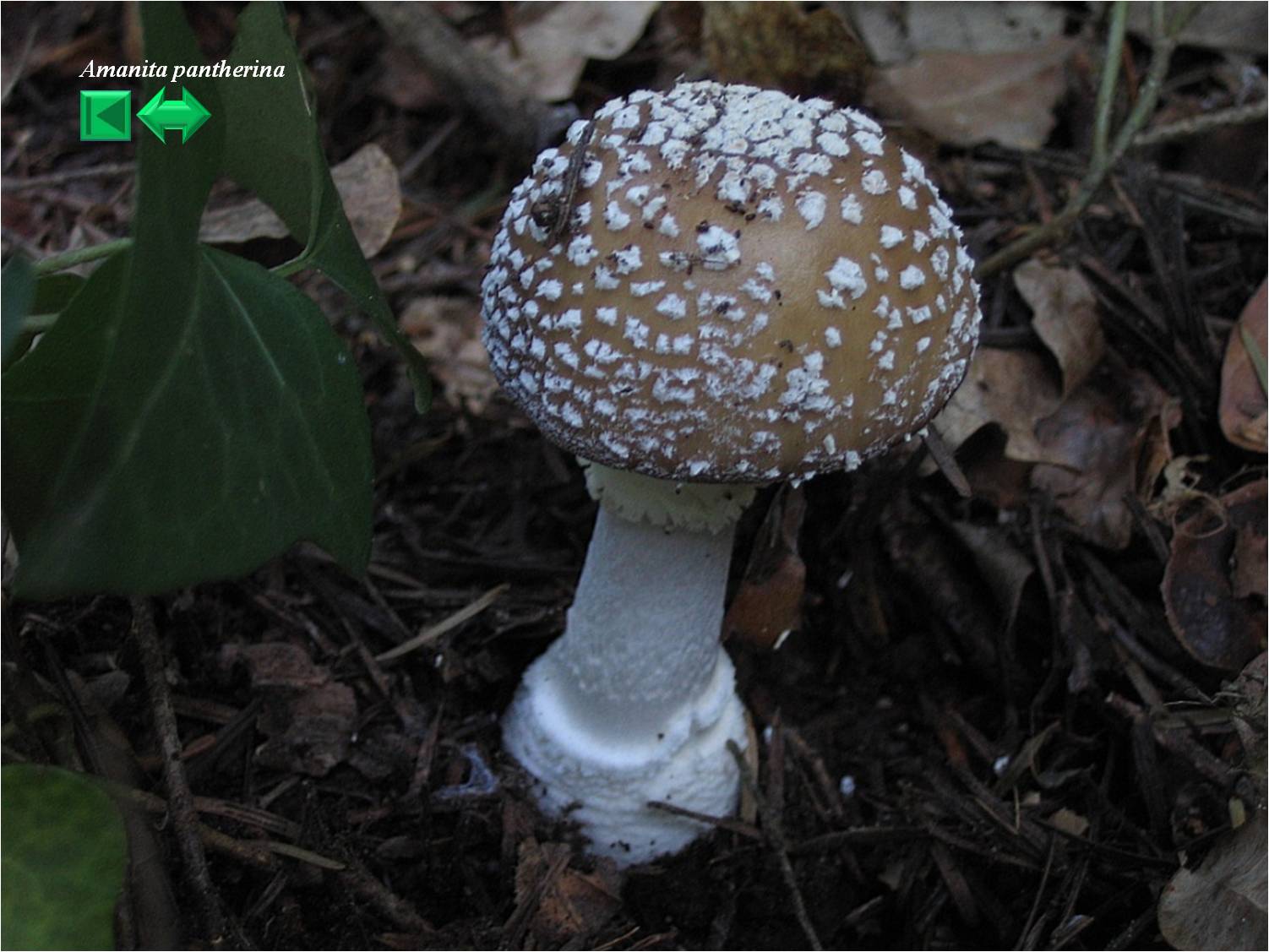 Amanita excelsa var. spissa