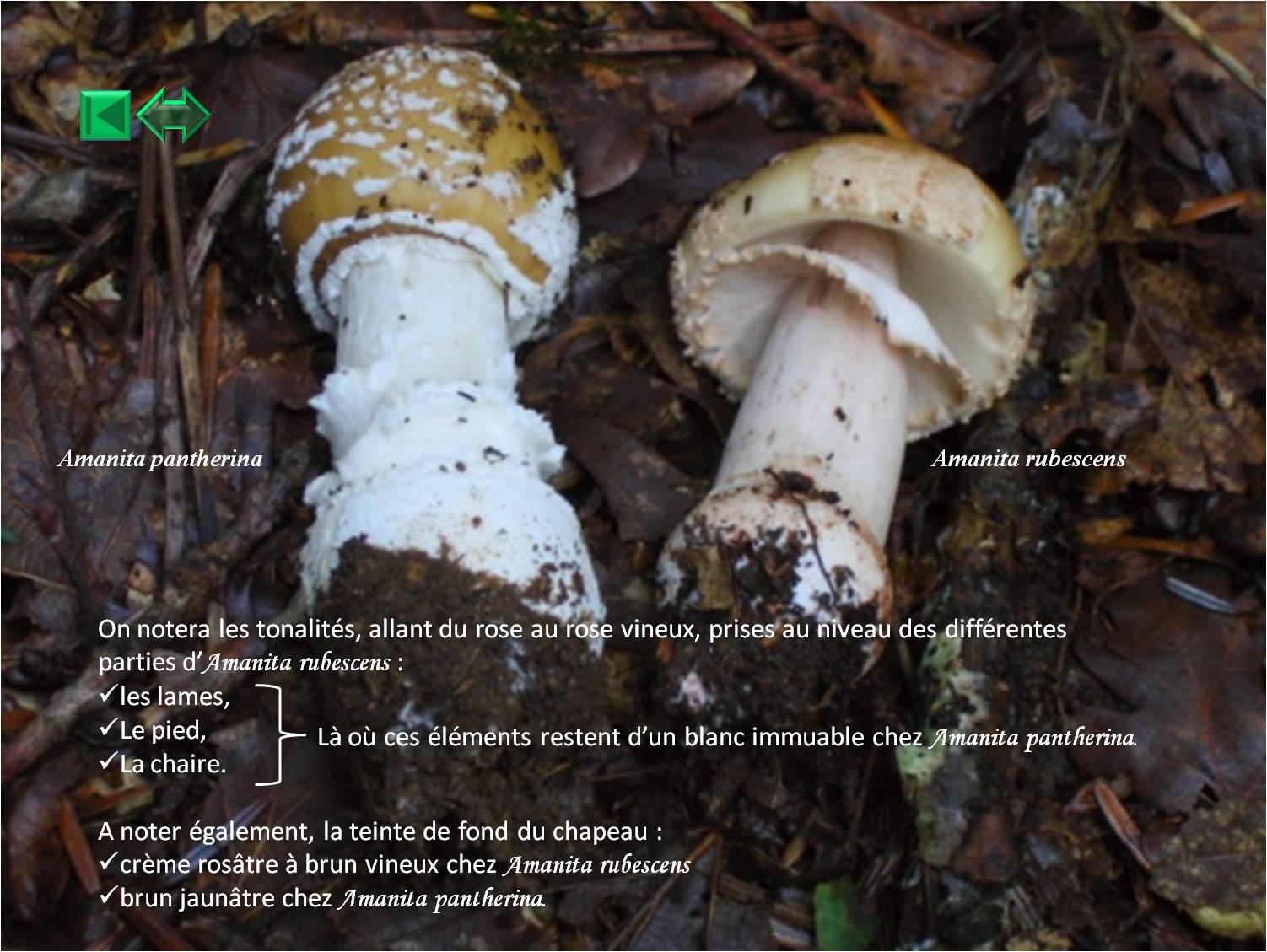 Amanita excelsa var. spissa