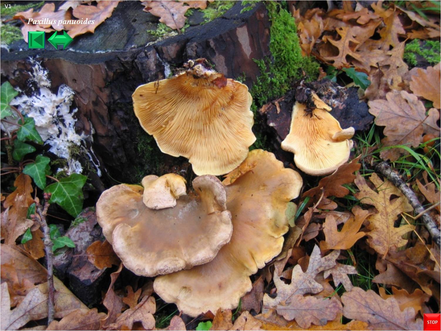 Paxillus panuoides