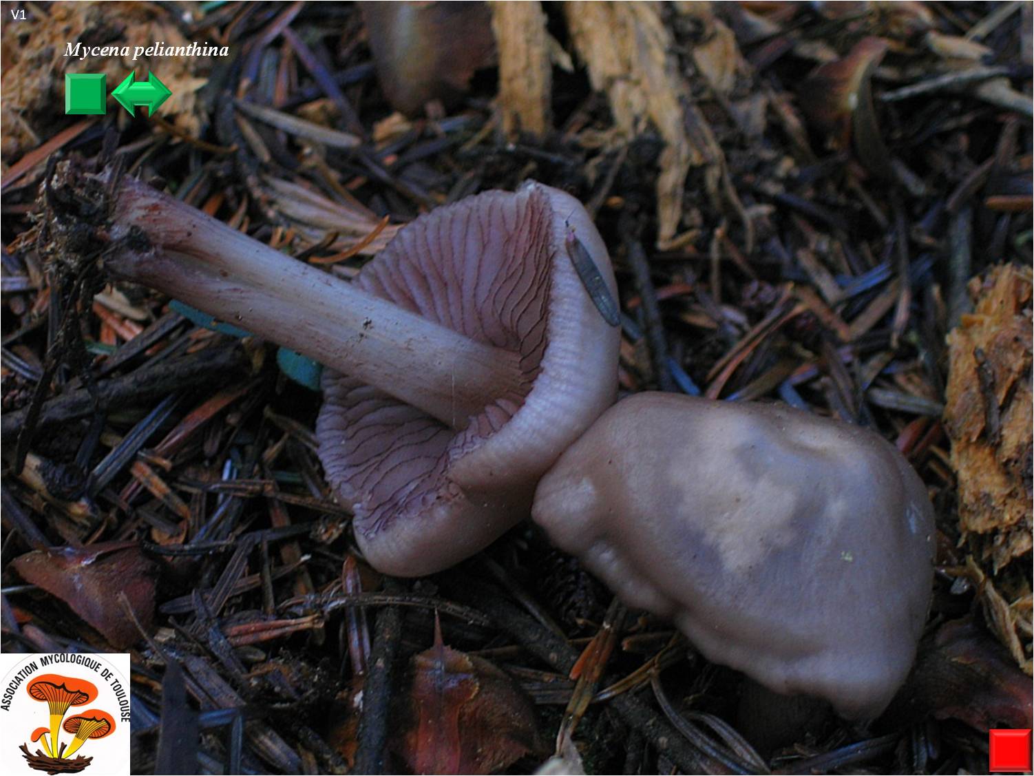 Mycena pelianthina