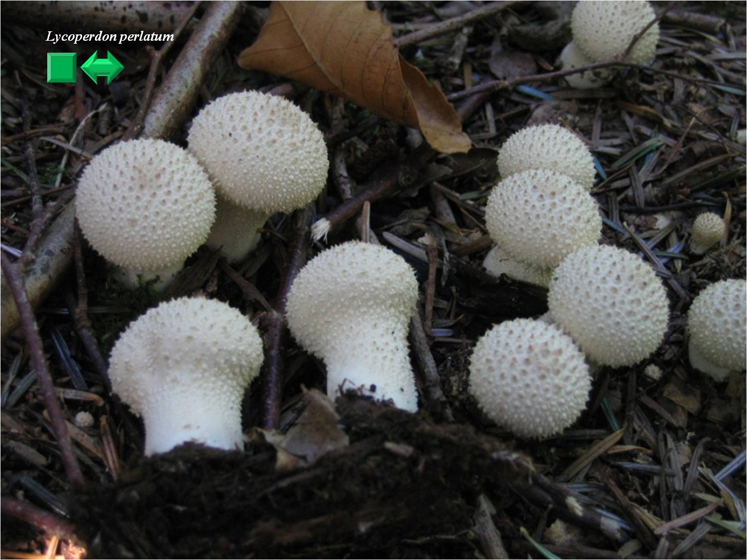 Lycoperdon perlatum