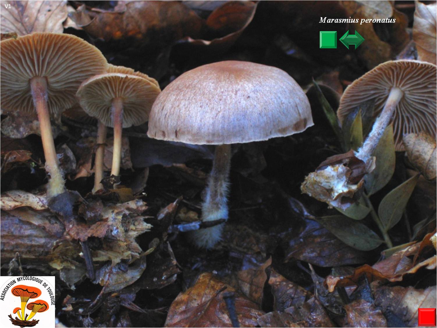 Marasmius peronatus