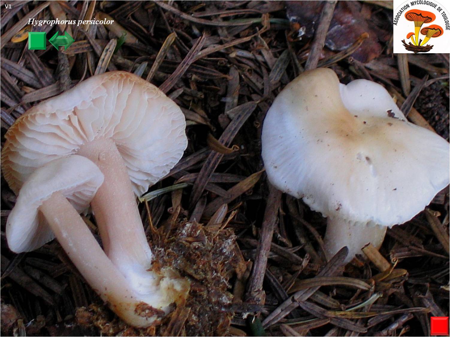 Rugosomyces persicolor