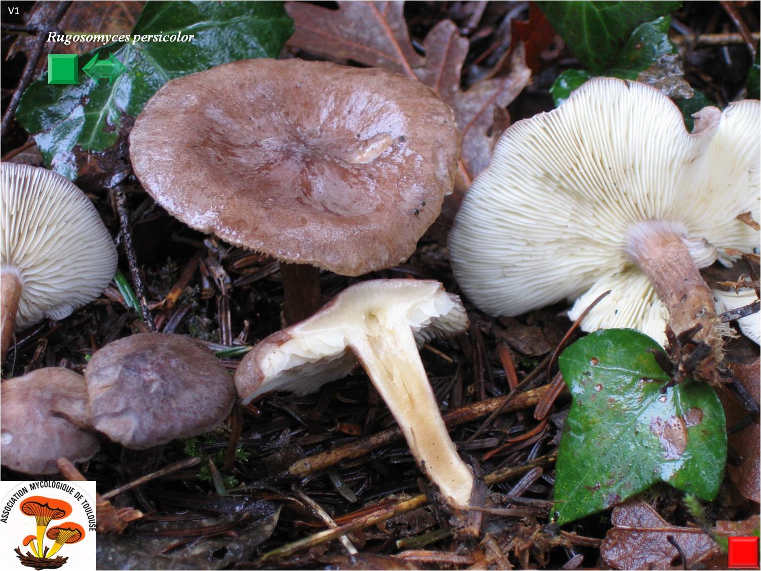 Xerocomus persicolor