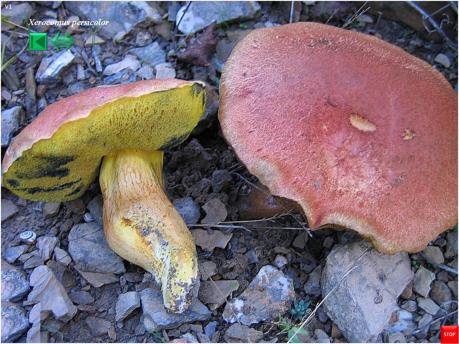 Xerocomus persicolor