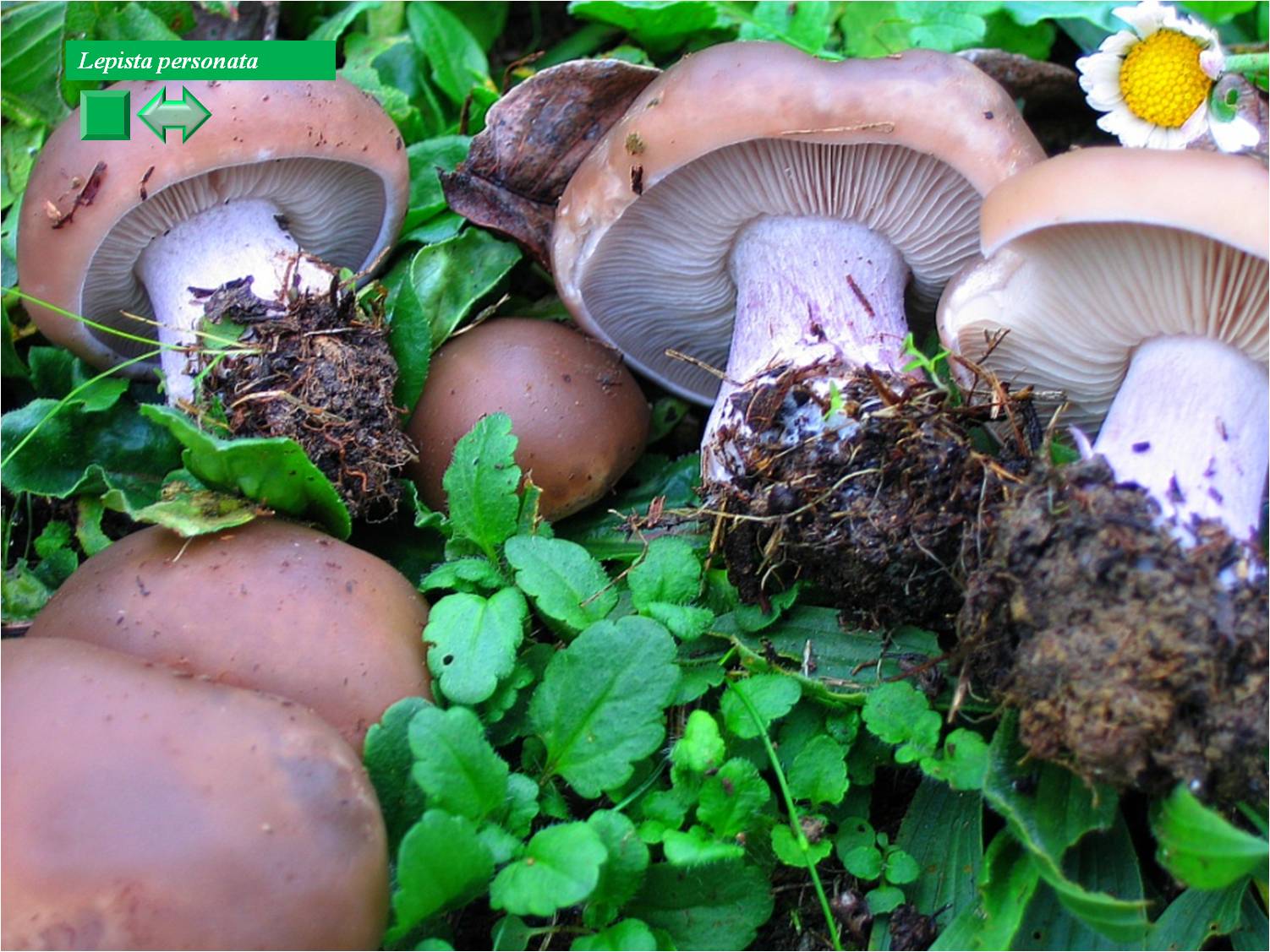 Lepista nuda var. pruinosa