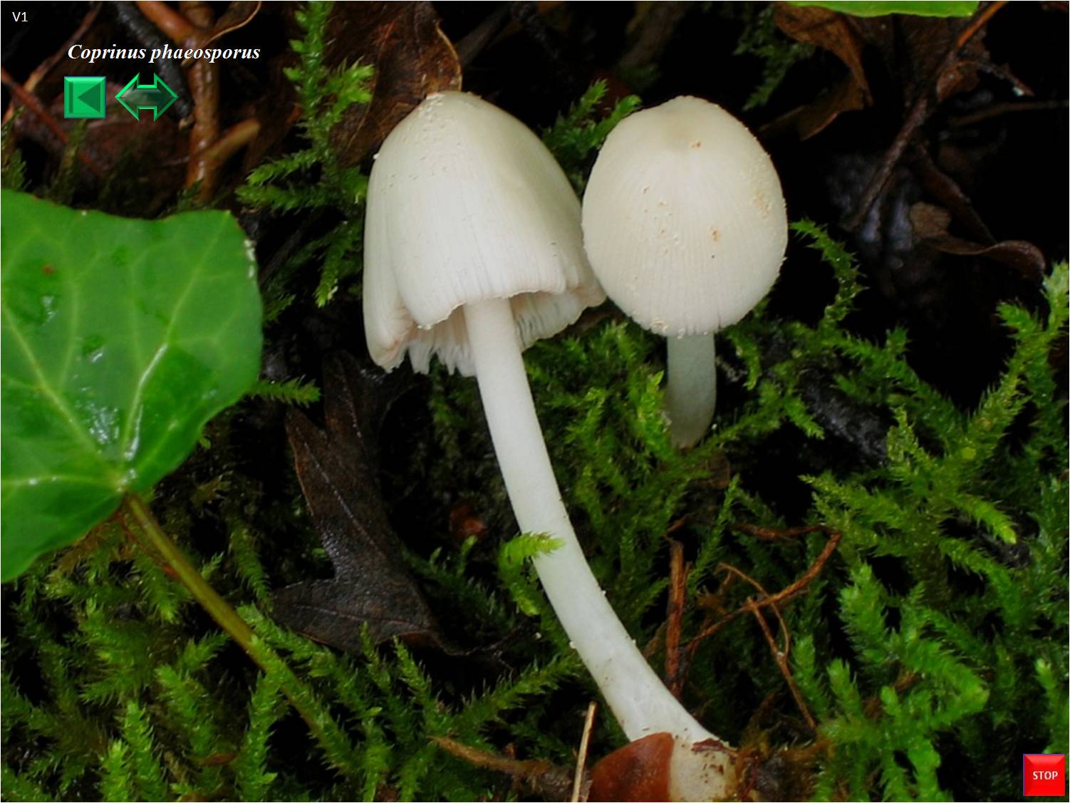 Coprinus phaeosporus