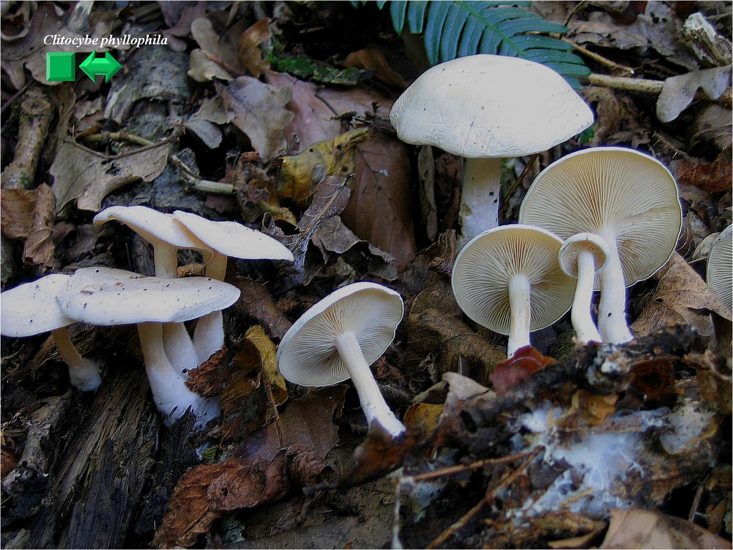 Clitocybe phyllophila
