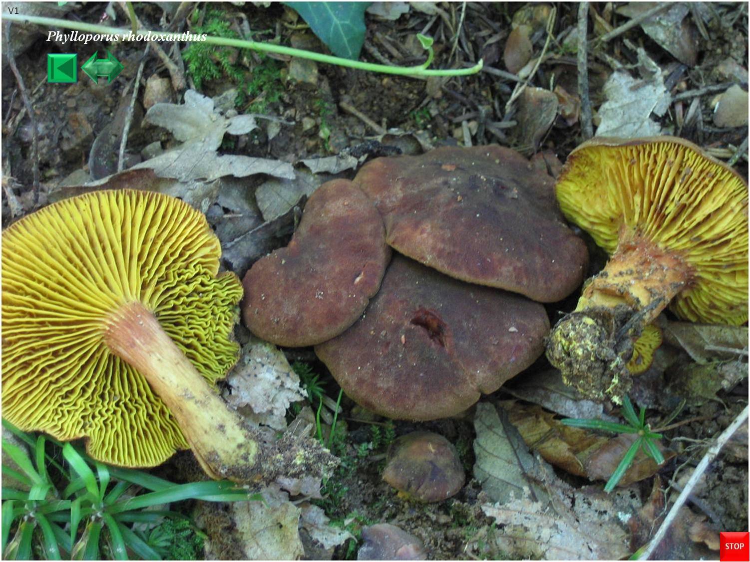 Phylloporus rhodoxanthus