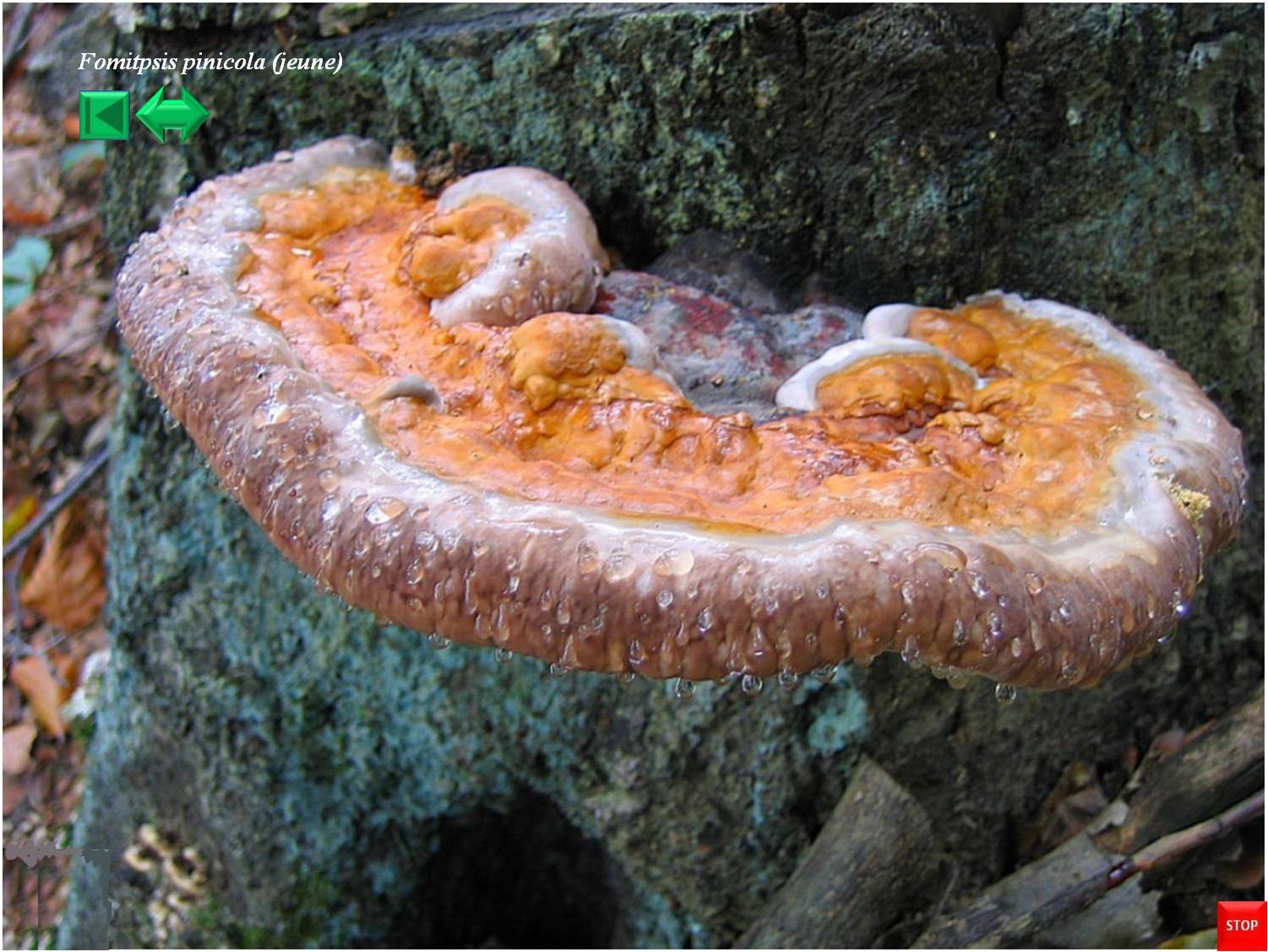 Fomitopsis pinicola
